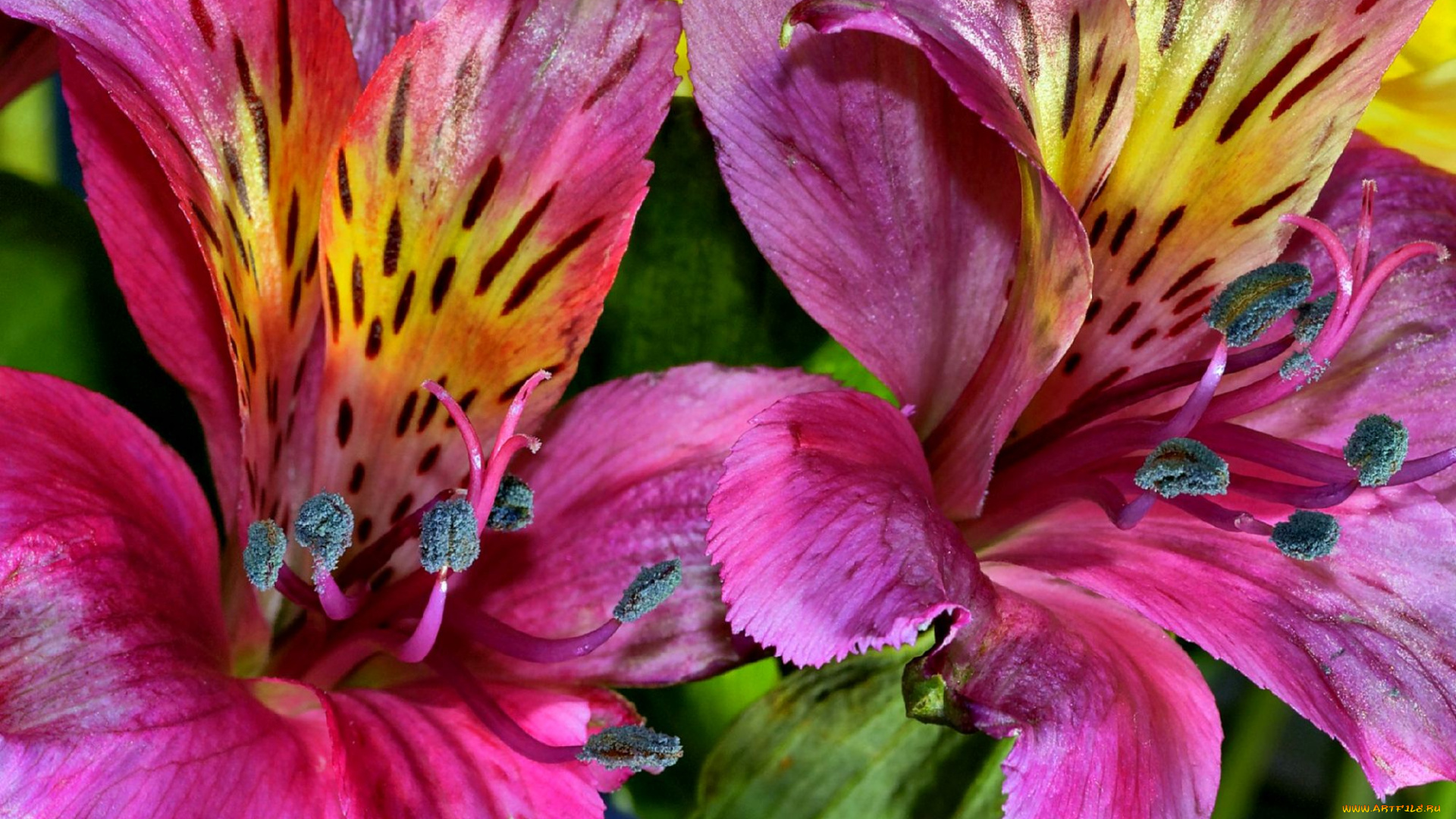 цветы, альстромерия, яркий, розовый, перуанская, лилия, тычинки