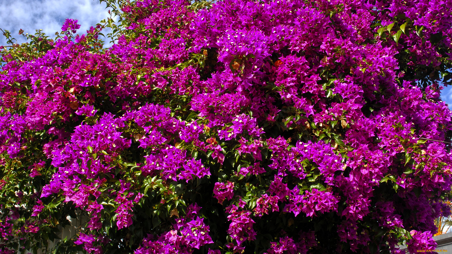 цветы, бугенвиллея, бугенвиллия