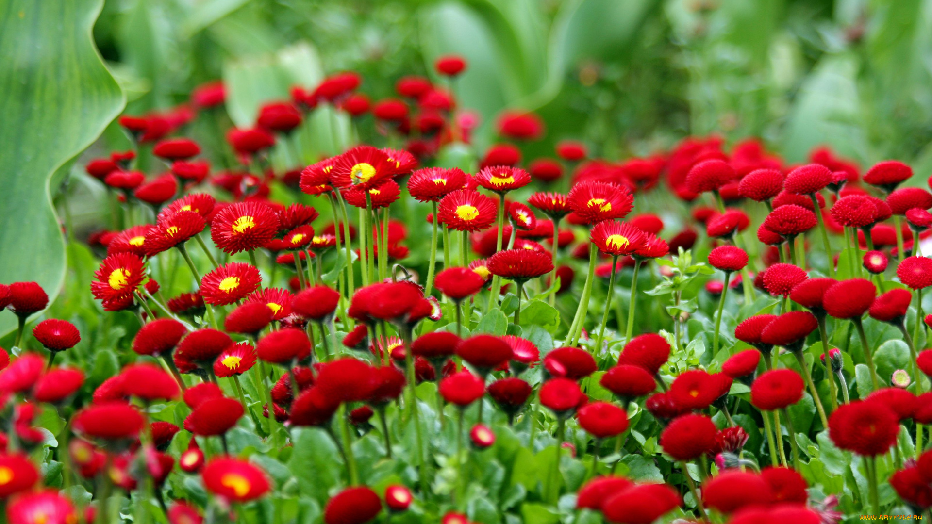 цветы, маргаритки, красный, много