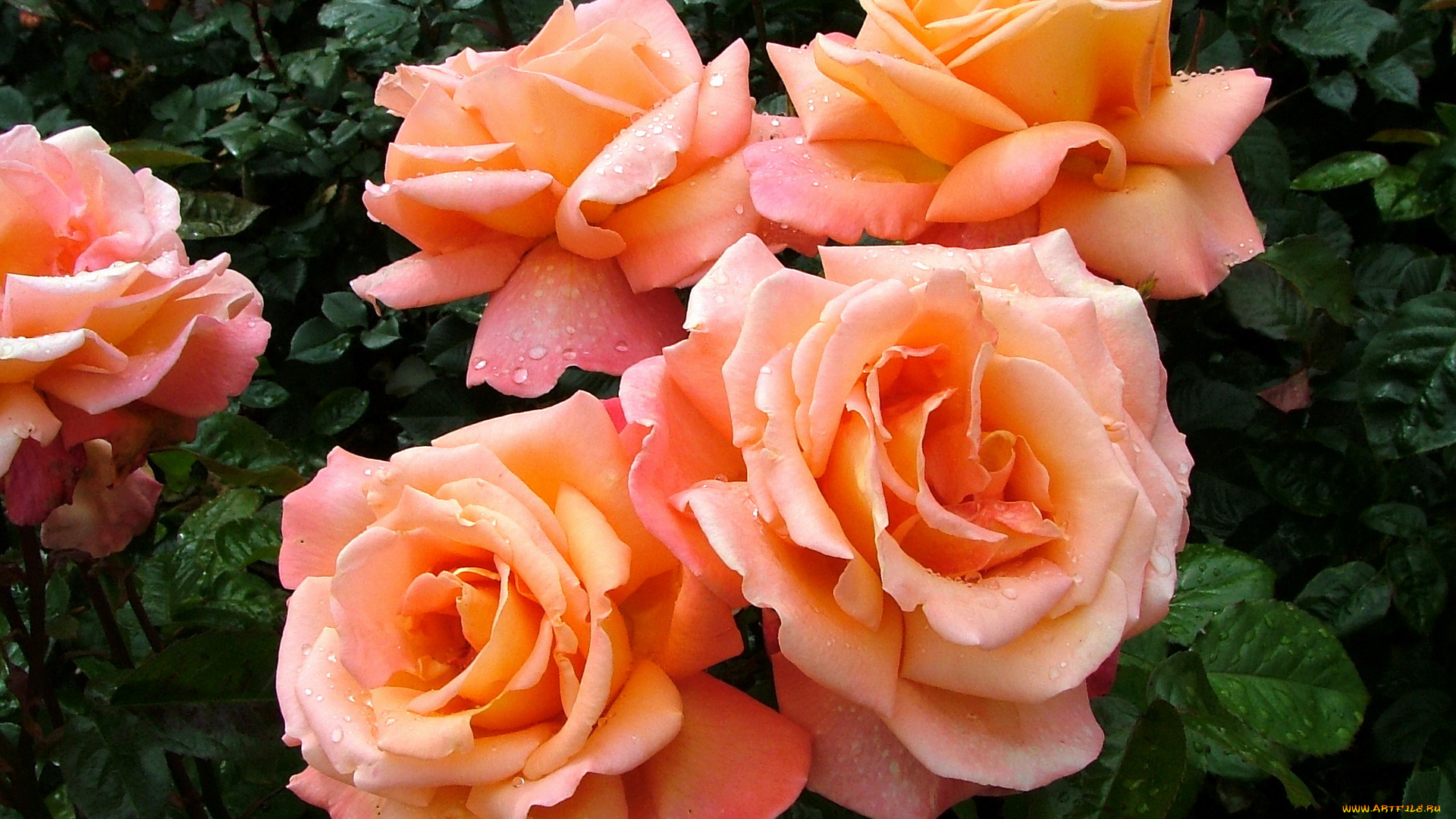 цветы, розы