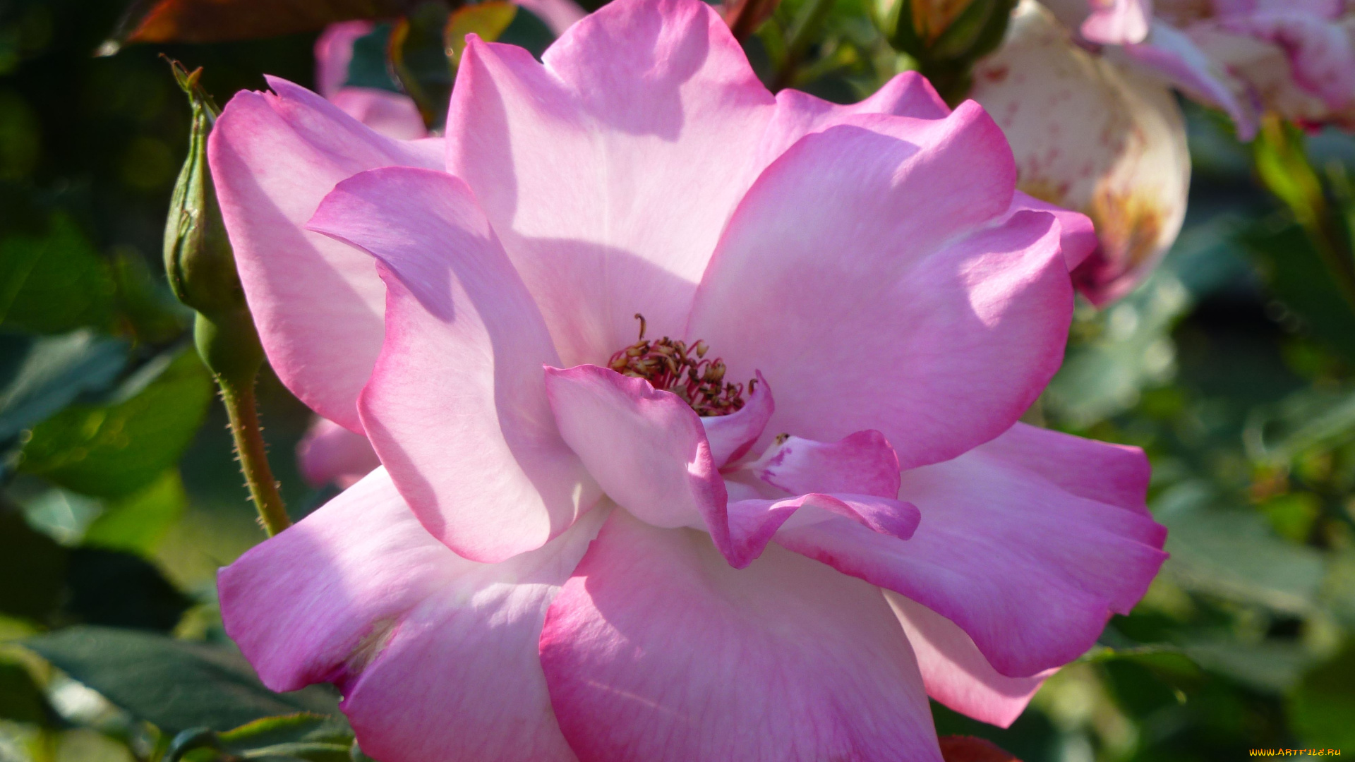 цветы, розы, rose