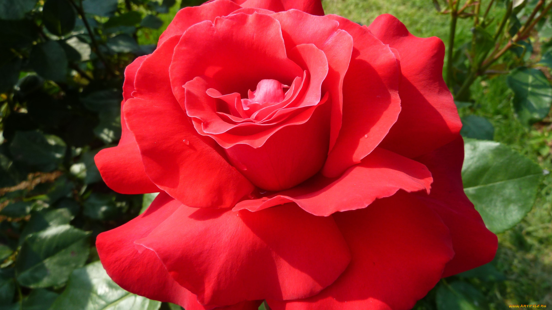 цветы, розы, rose