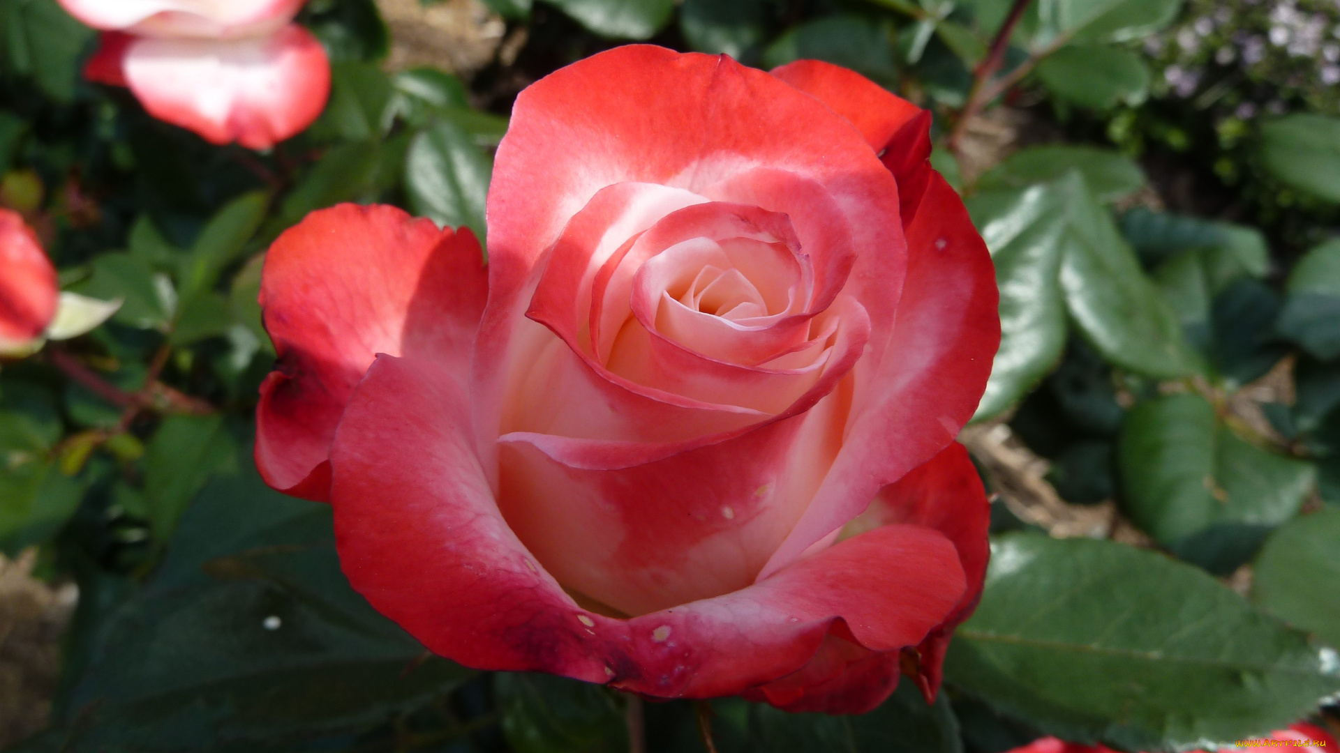 цветы, розы, rose