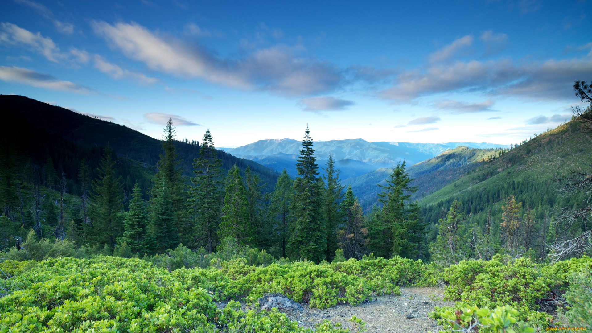природа, пейзажи, ель, деревья, лес, горы