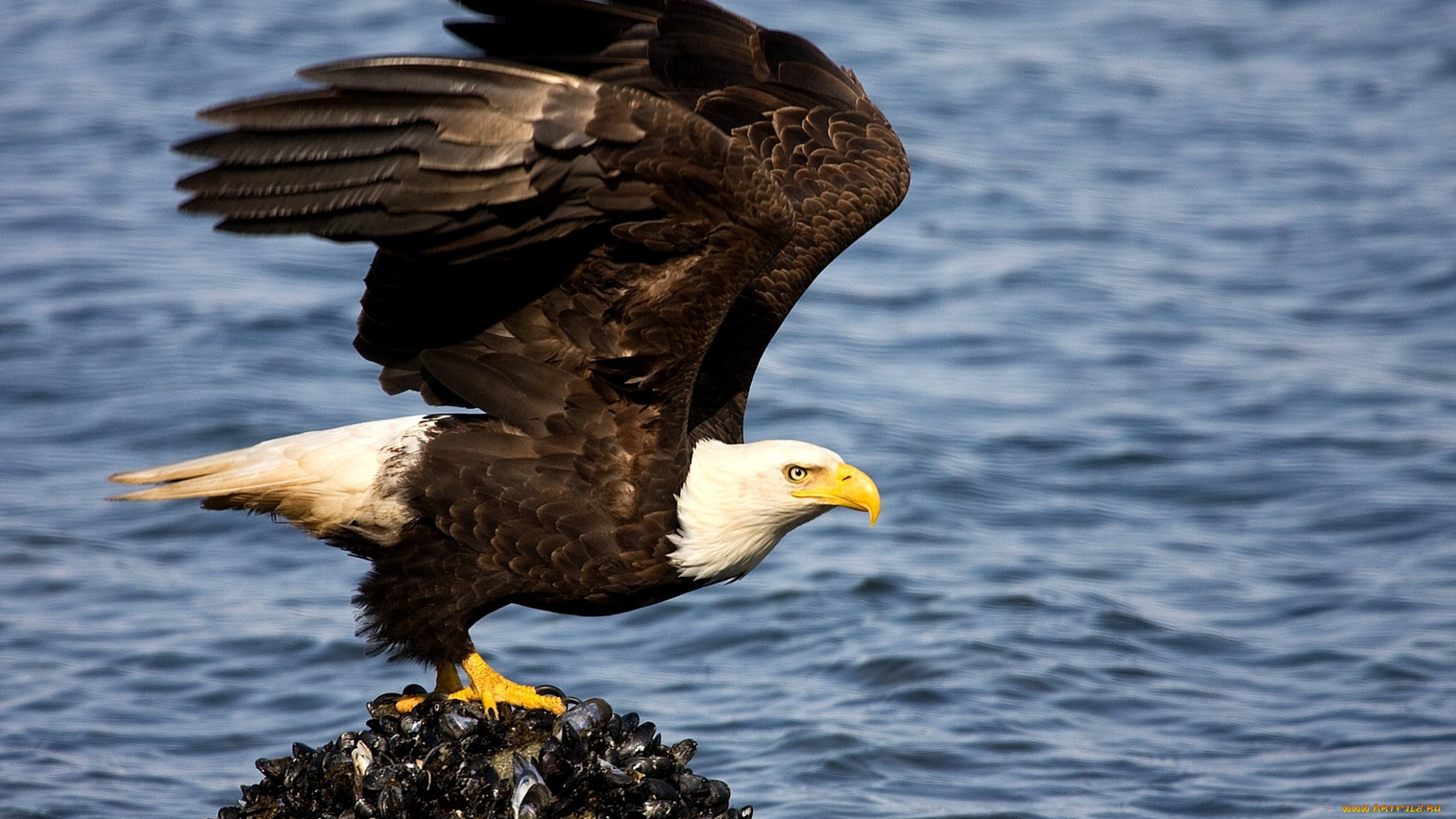 животные, птицы, хищники, клюв, орел, крылья, хищник