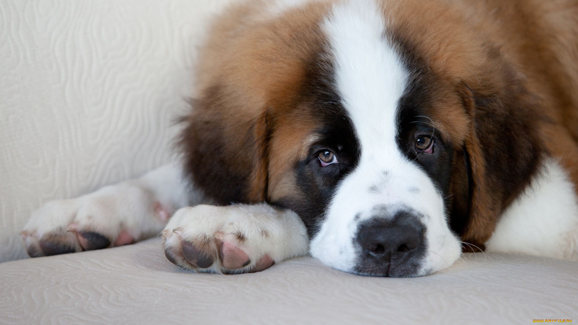 животные, собаки, сенбернар