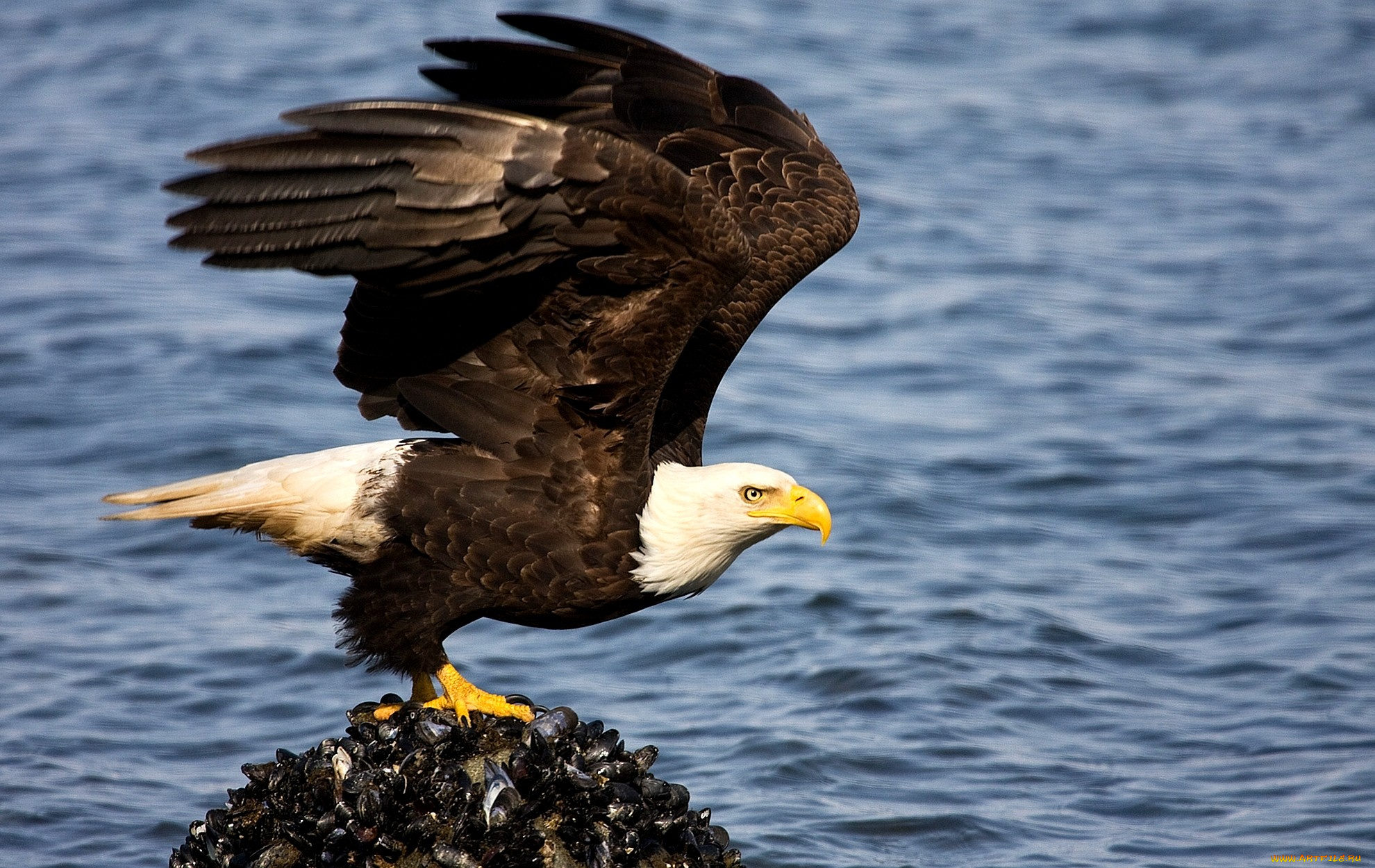 животные, птицы, хищники, клюв, орел, крылья, хищник