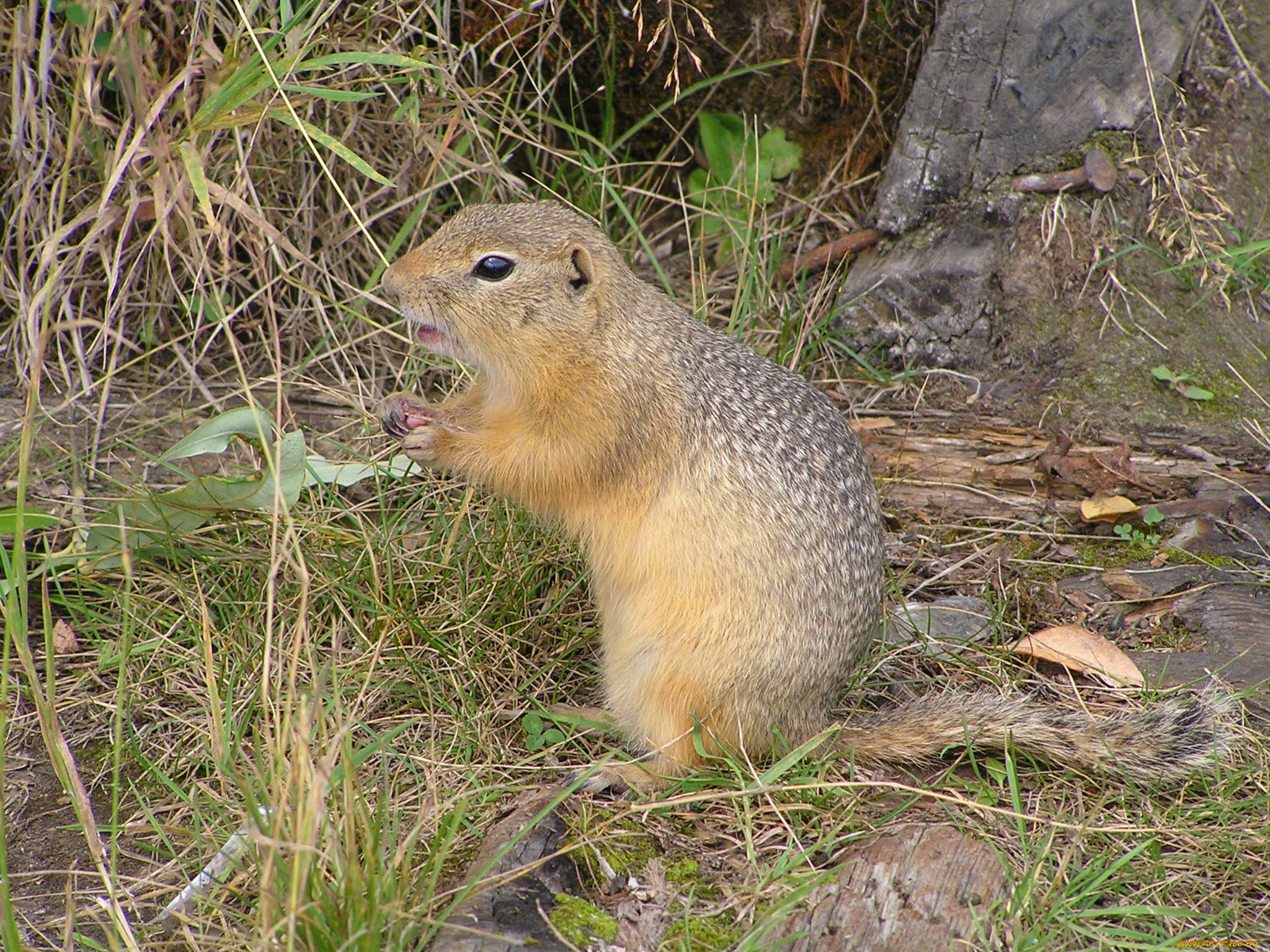 суслик, животные, суслики, сурки, -
