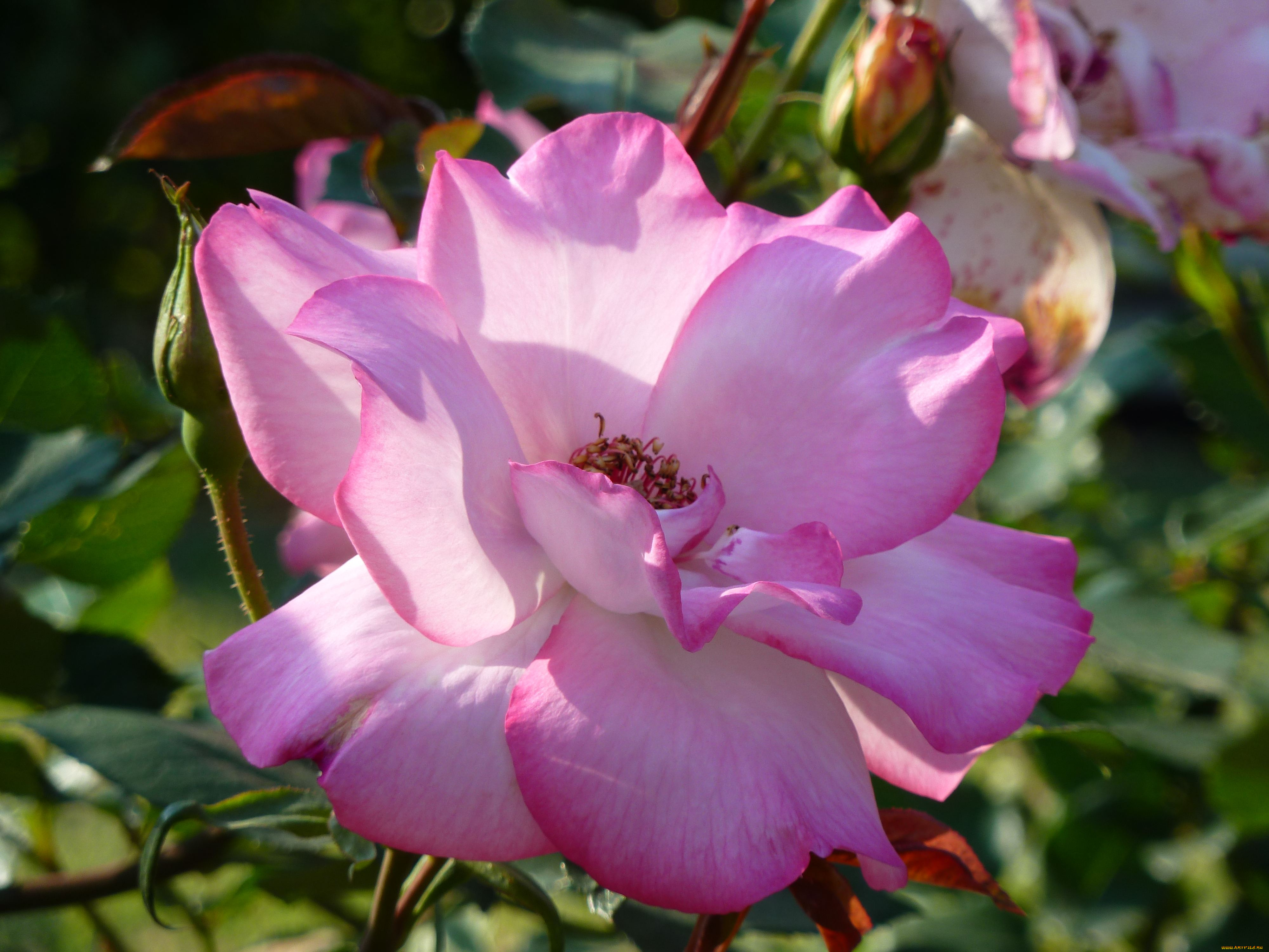 цветы, розы, rose