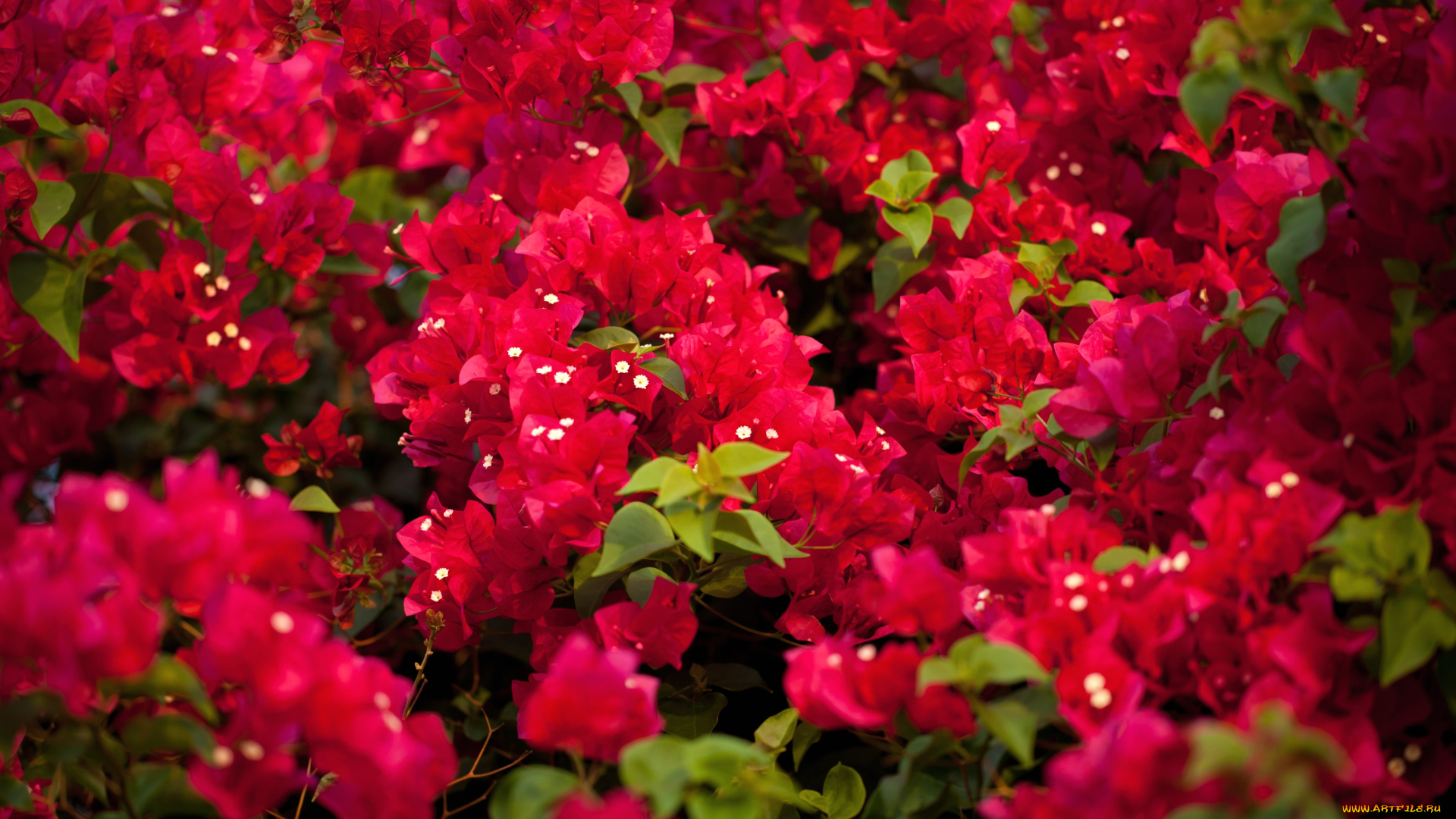 цветы, бугенвиллея, заросли