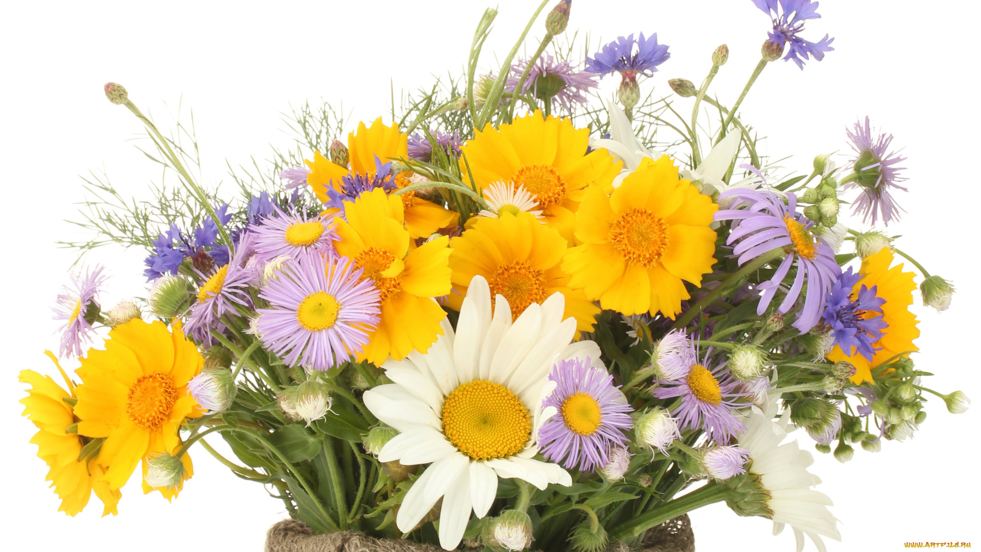 цветы, луговые, полевые, букет, ромашки