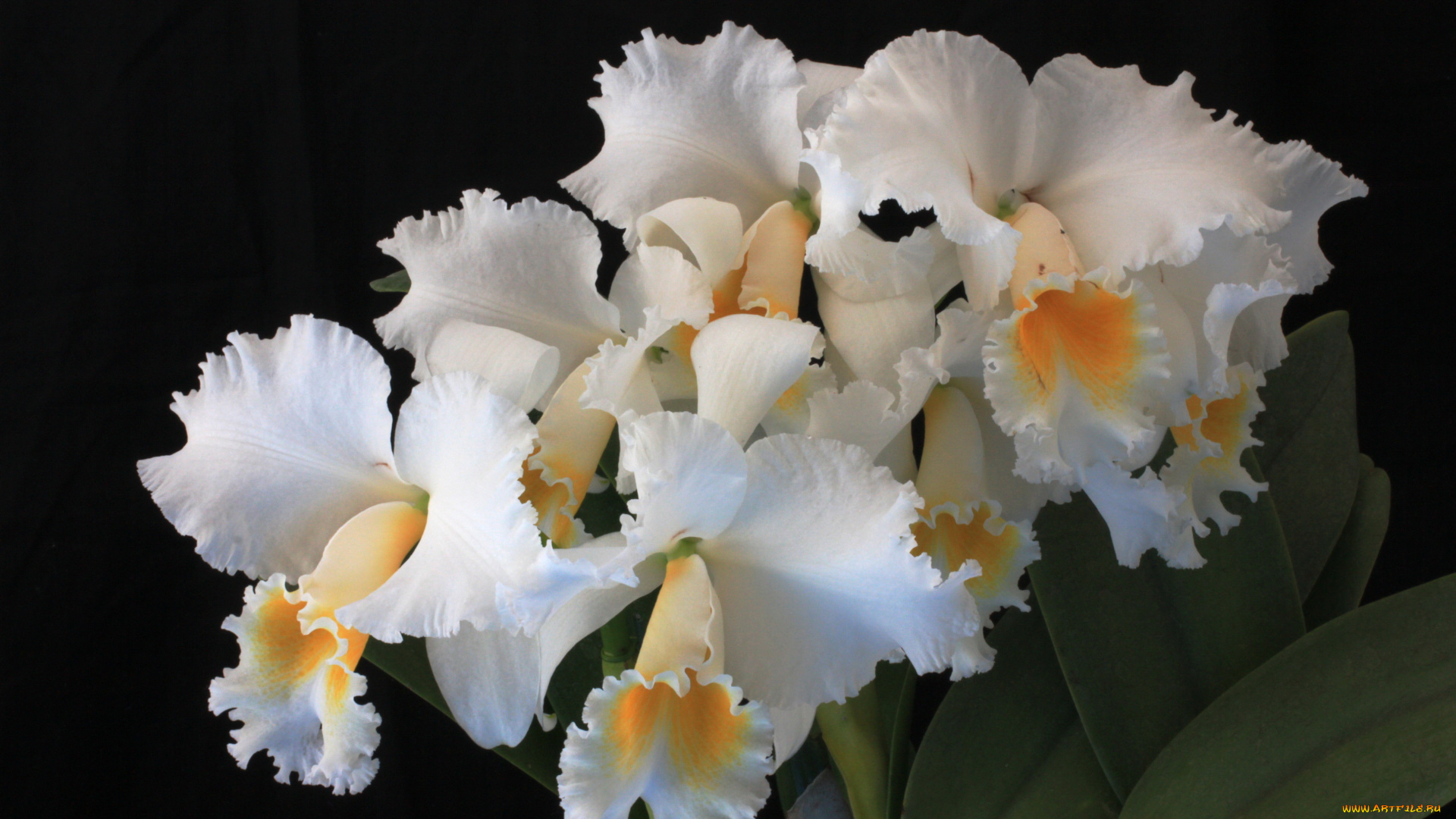 цветы, орхидеи