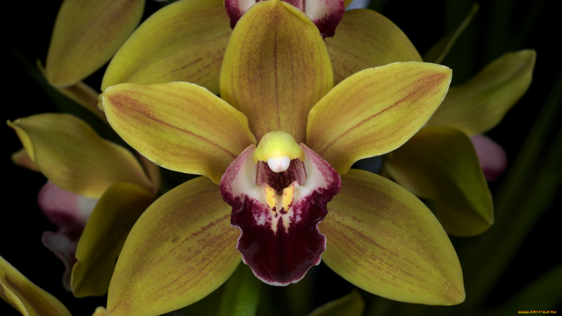 цветы, орхидеи, желтый
