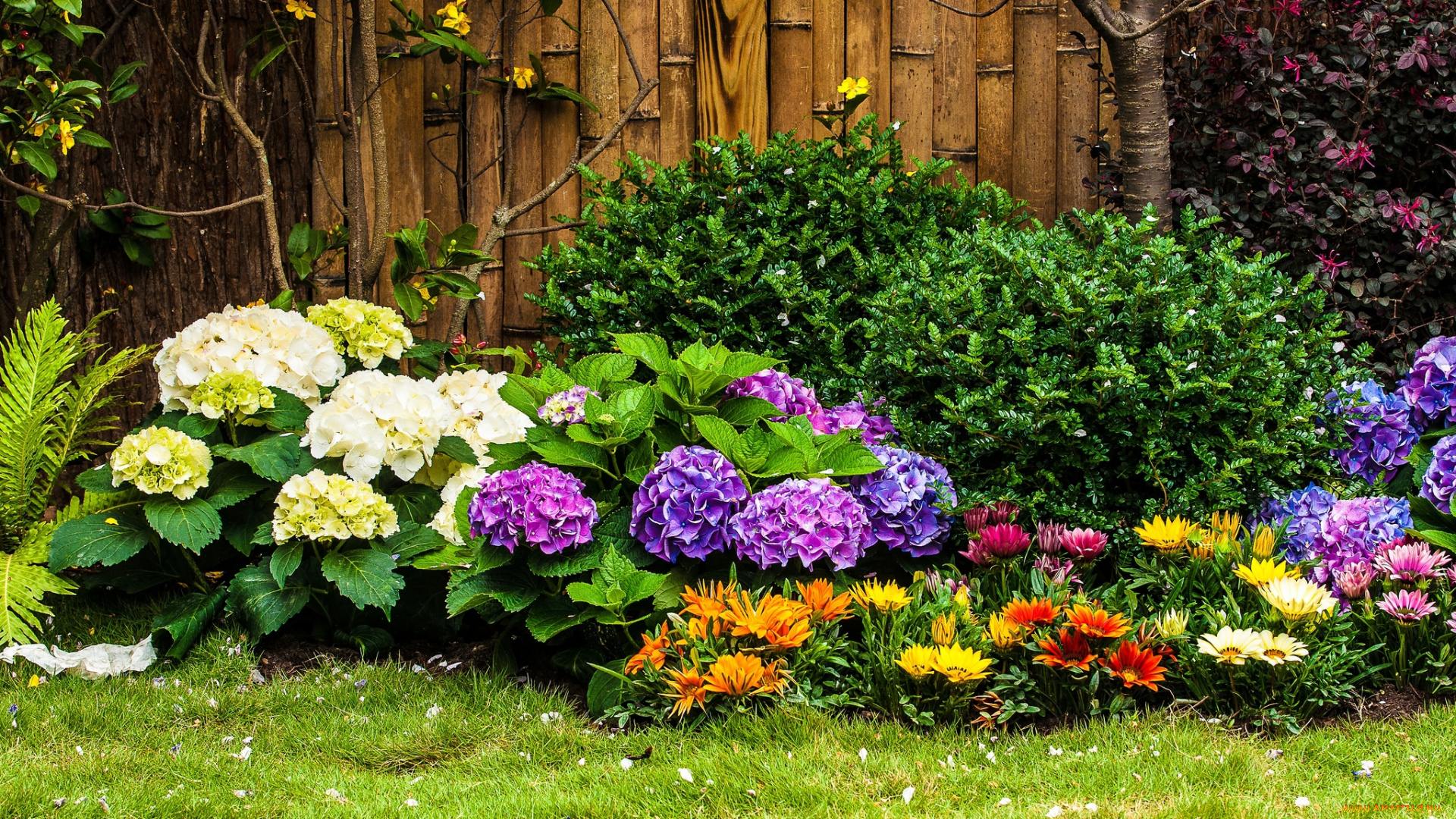 цветы, разные, вместе, кусты, гортензия, газания