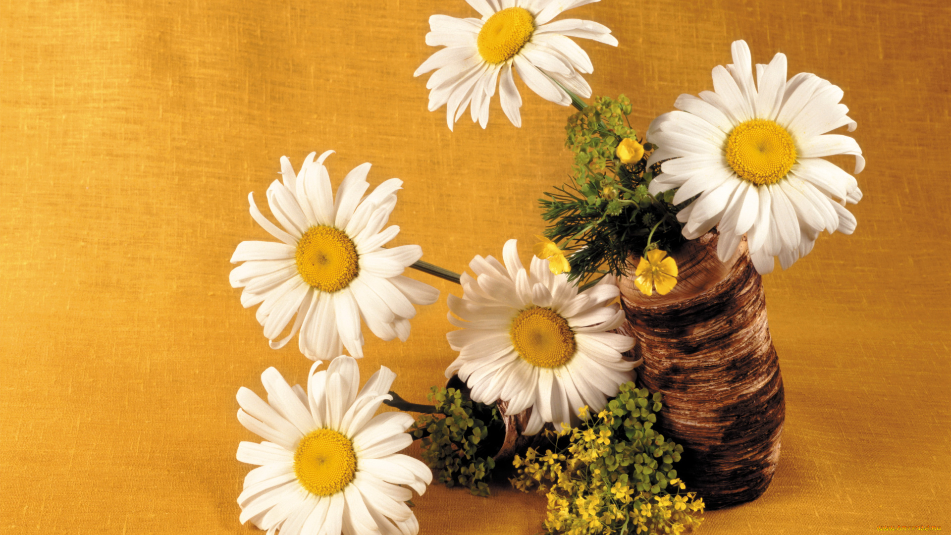 цветы, ромашки
