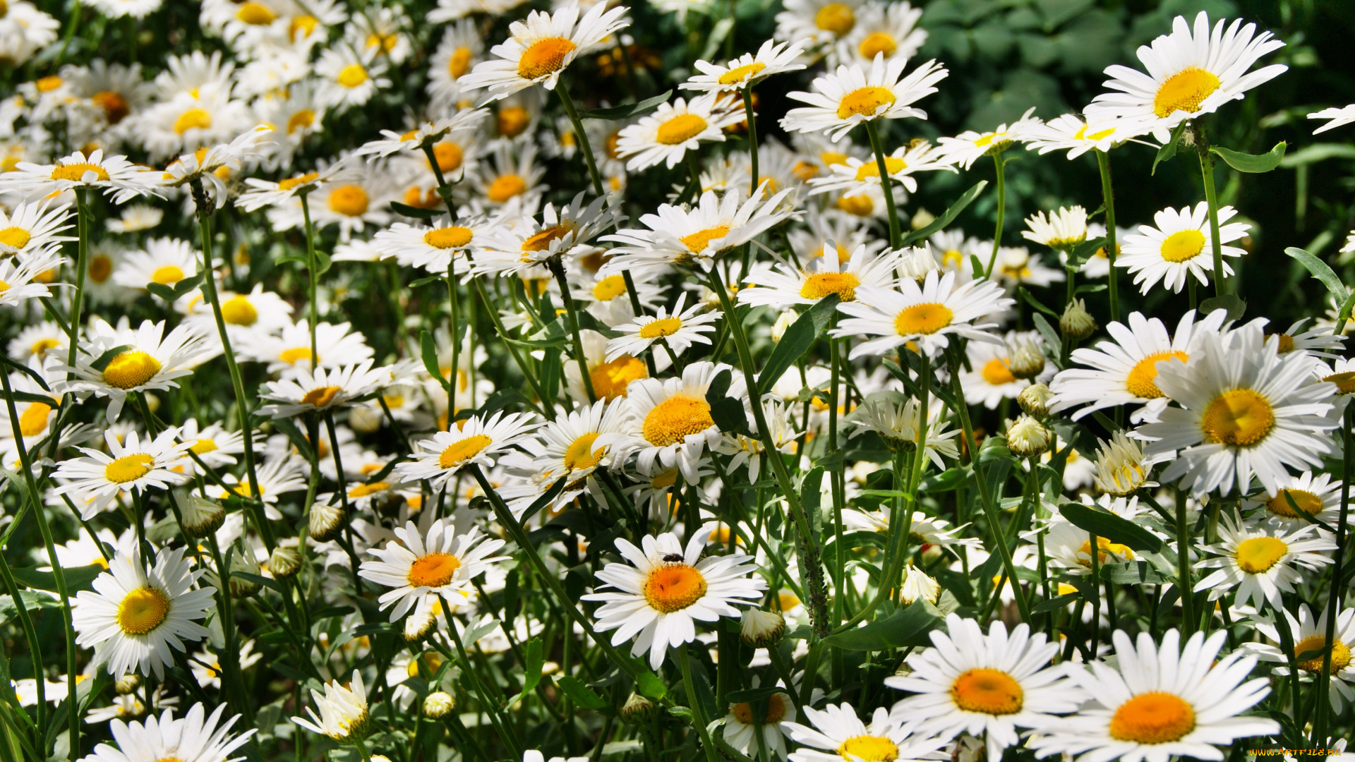 цветы, ромашки, символ, семьи