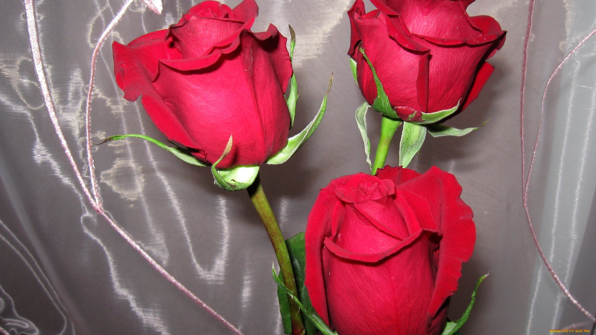 цветы, розы