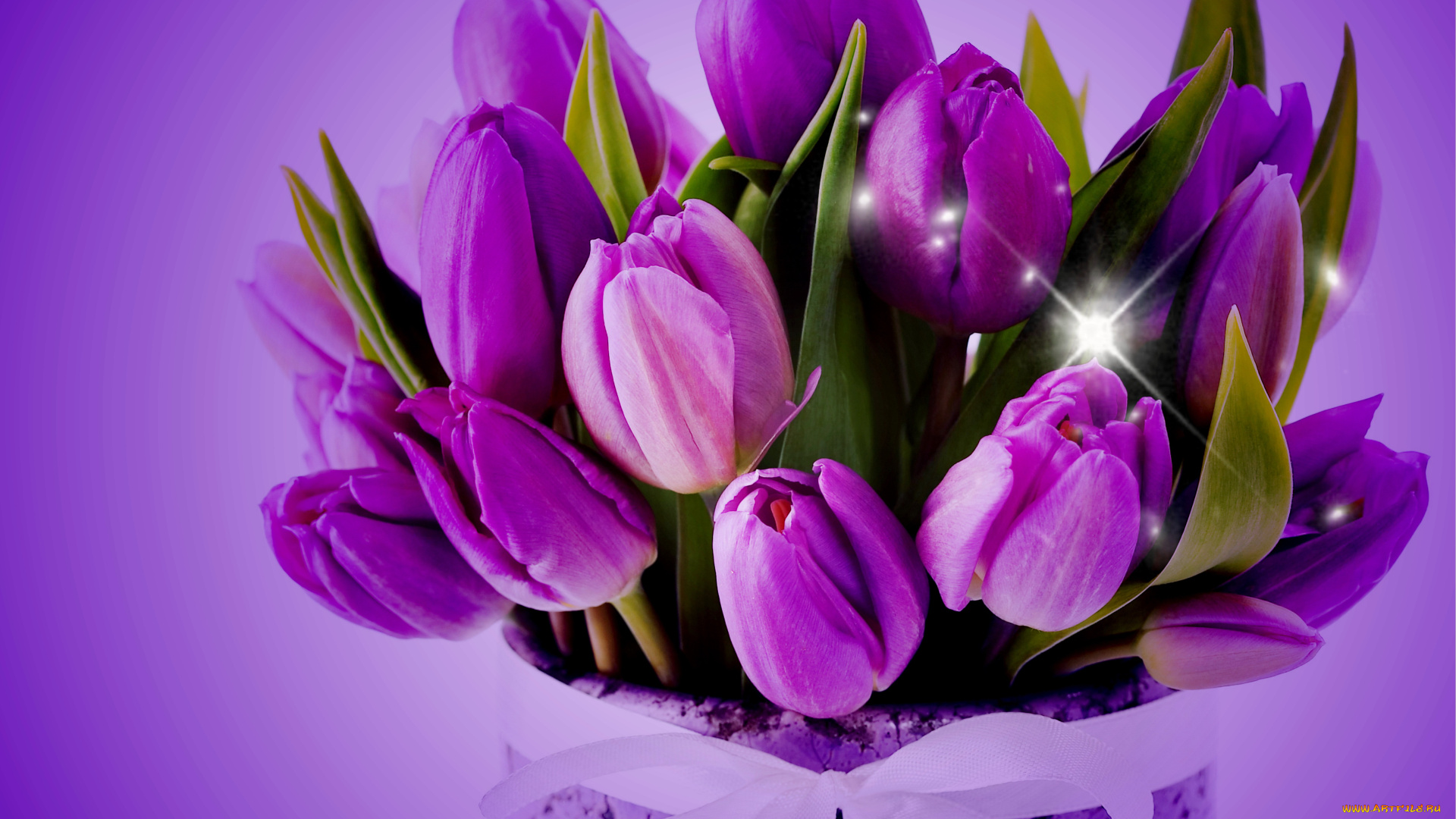 цветы, тюльпаны