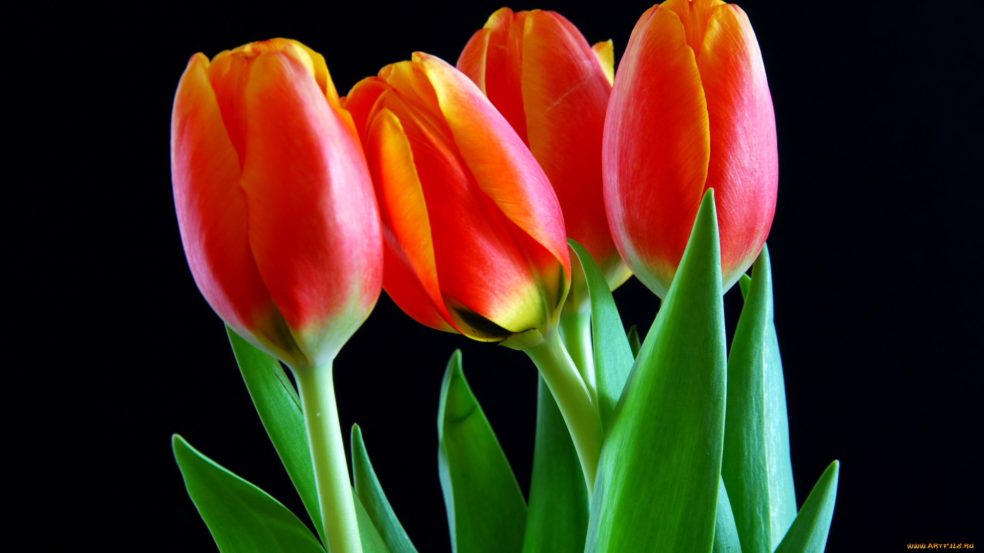 цветы, тюльпаны, красный