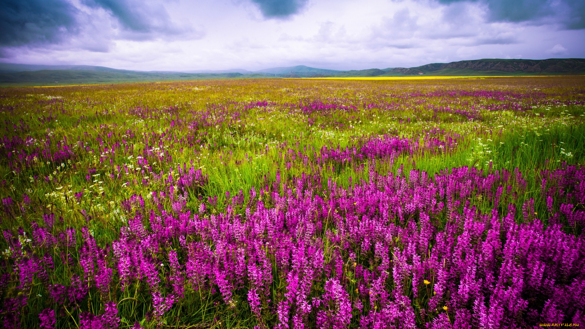 природа, луга, цветы