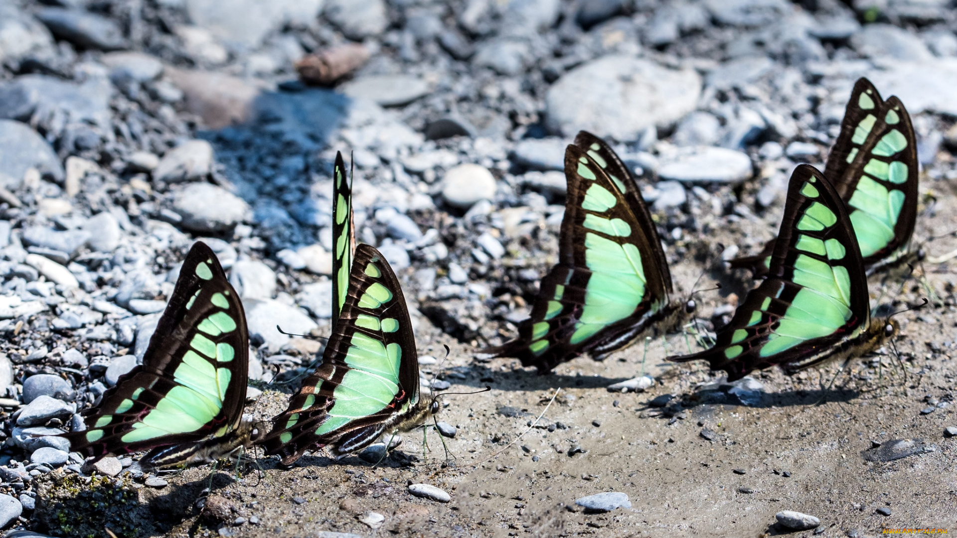 животные, бабочки, крылья, колония