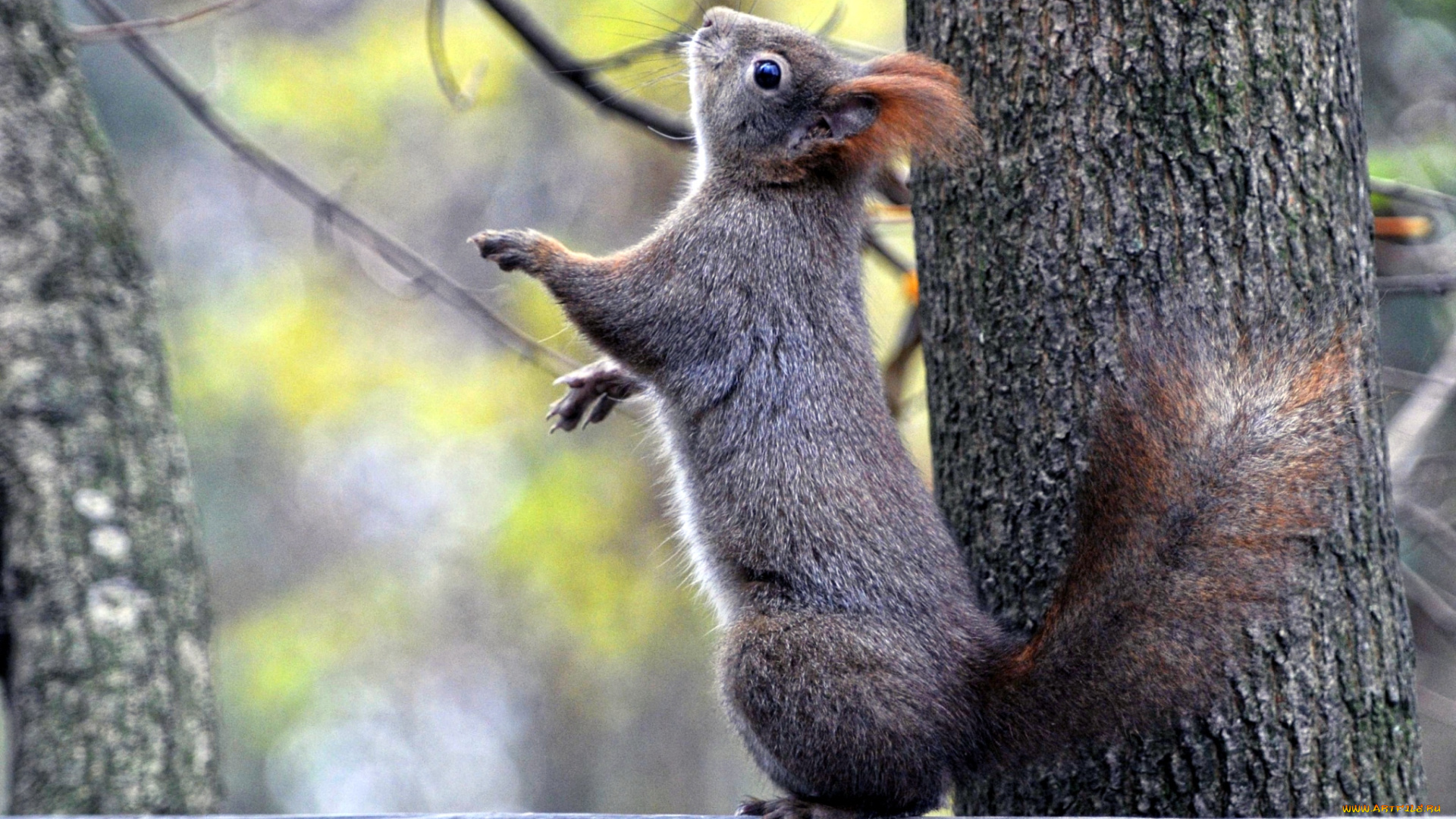животные, белки, зверек, пушистый