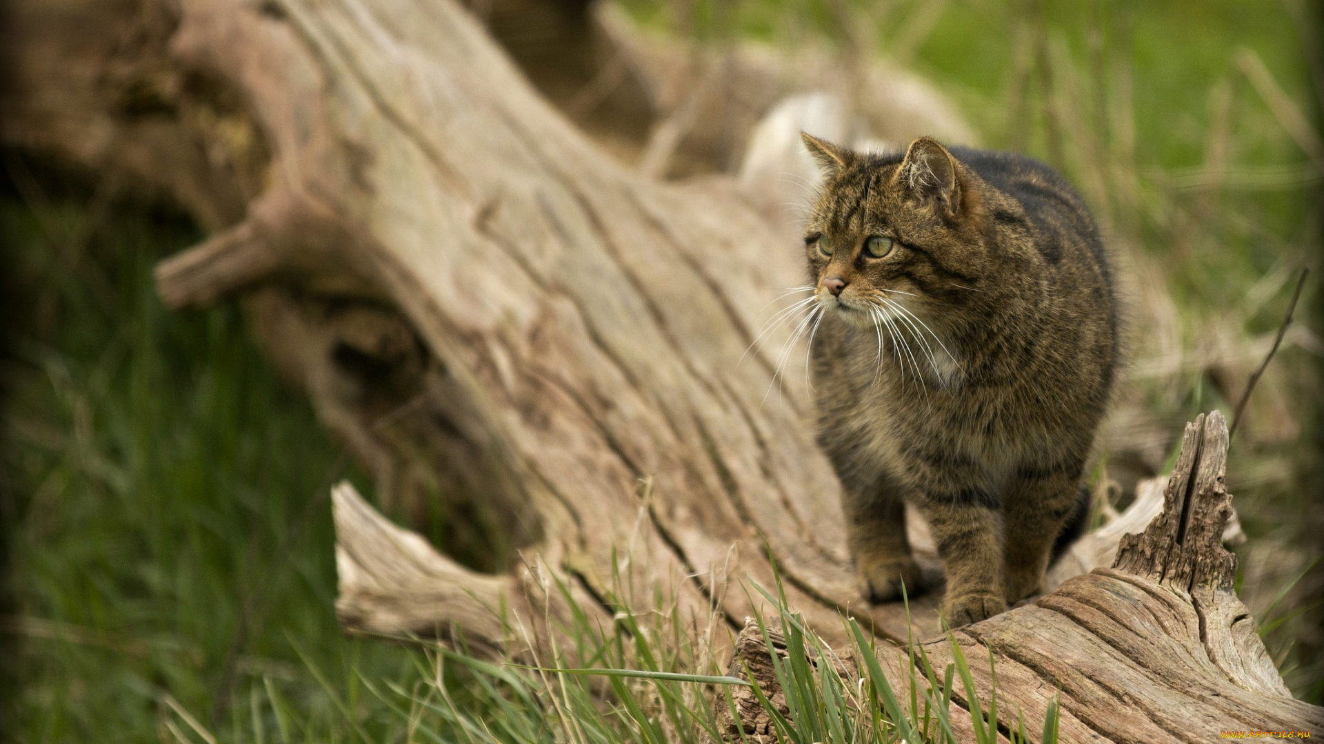 животные, дикие, кошки, шотландский, лесной, кот