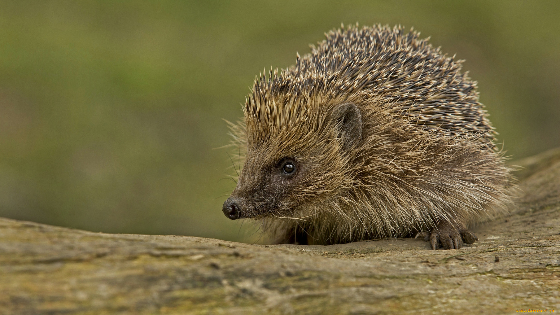 животные, ежи, носик, колючки