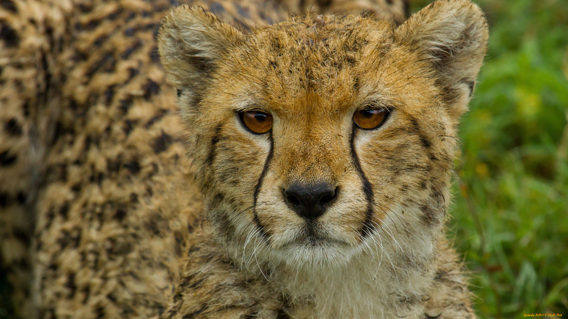 животные, гепарды, мордочка, портрет