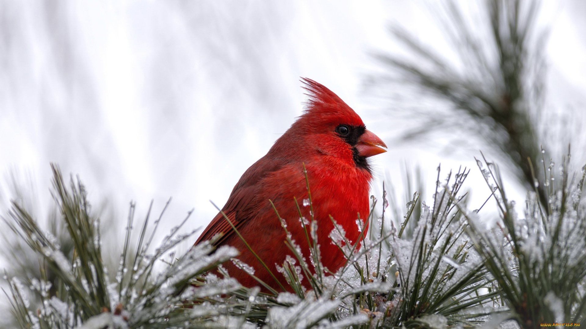 животные, кардиналы, сосна, снег, хохолок