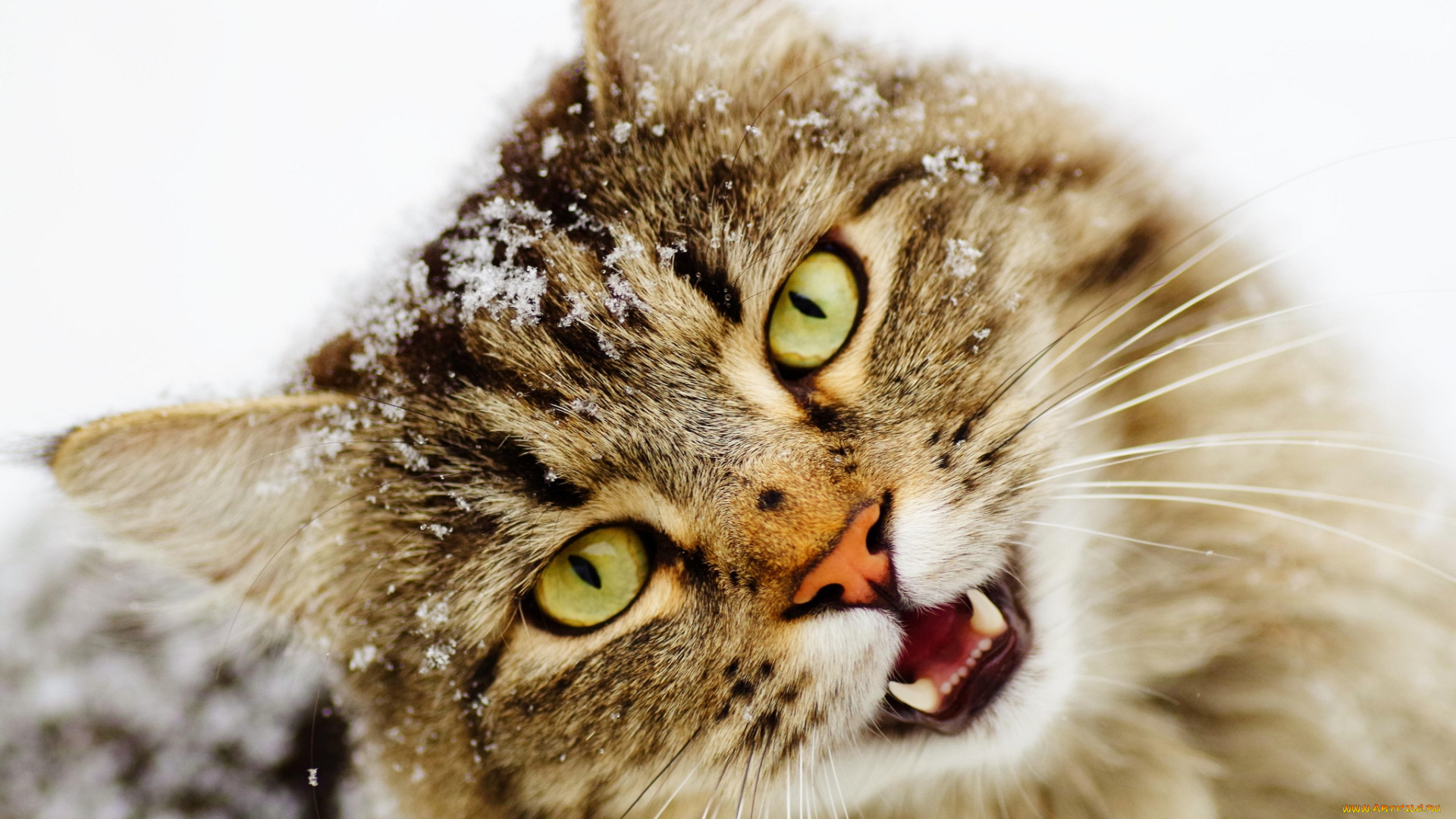 животные, коты, мордочка, снег