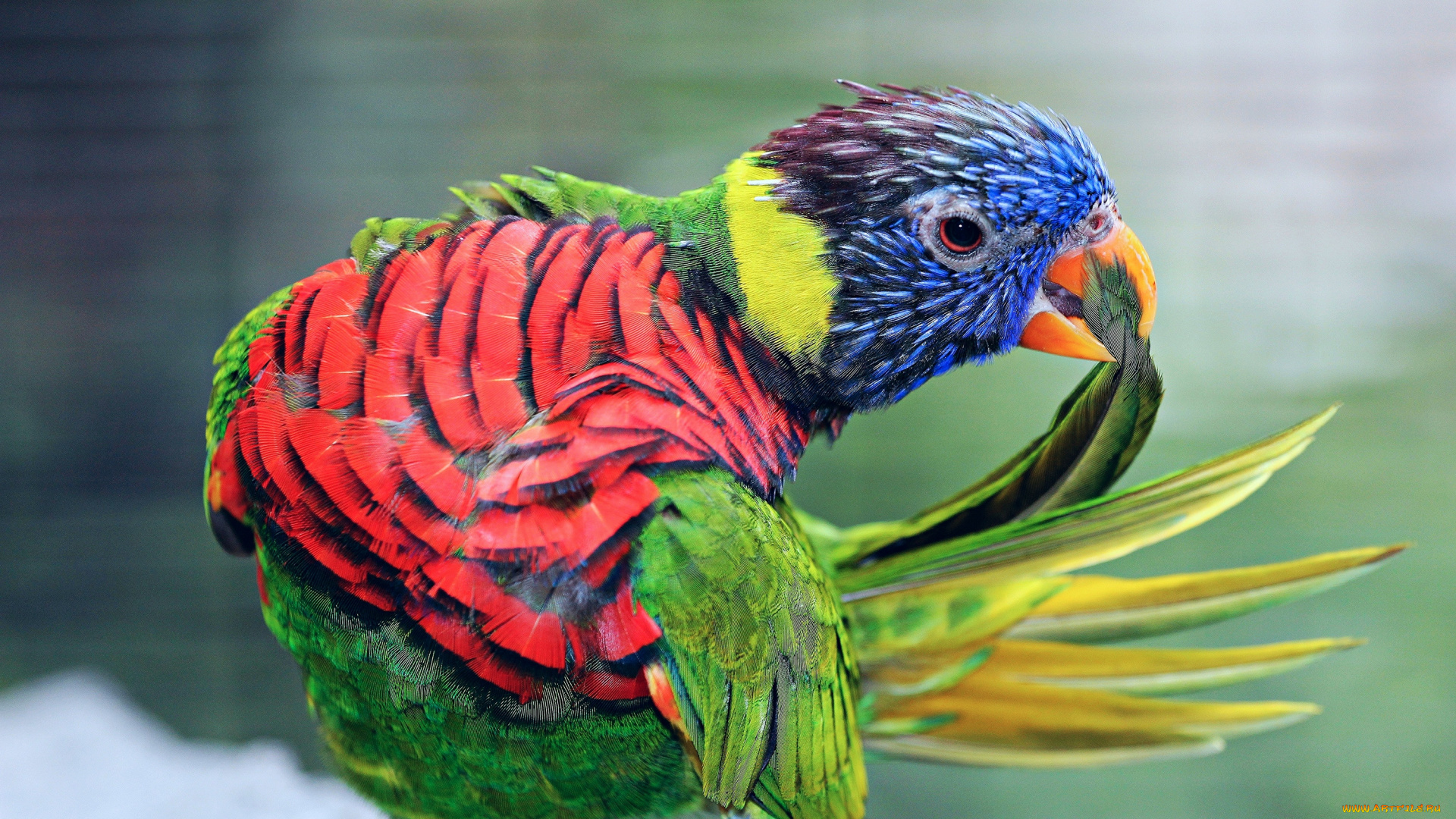 животные, попугаи, птица, семейство, пернатых, перья, чистка, красавец