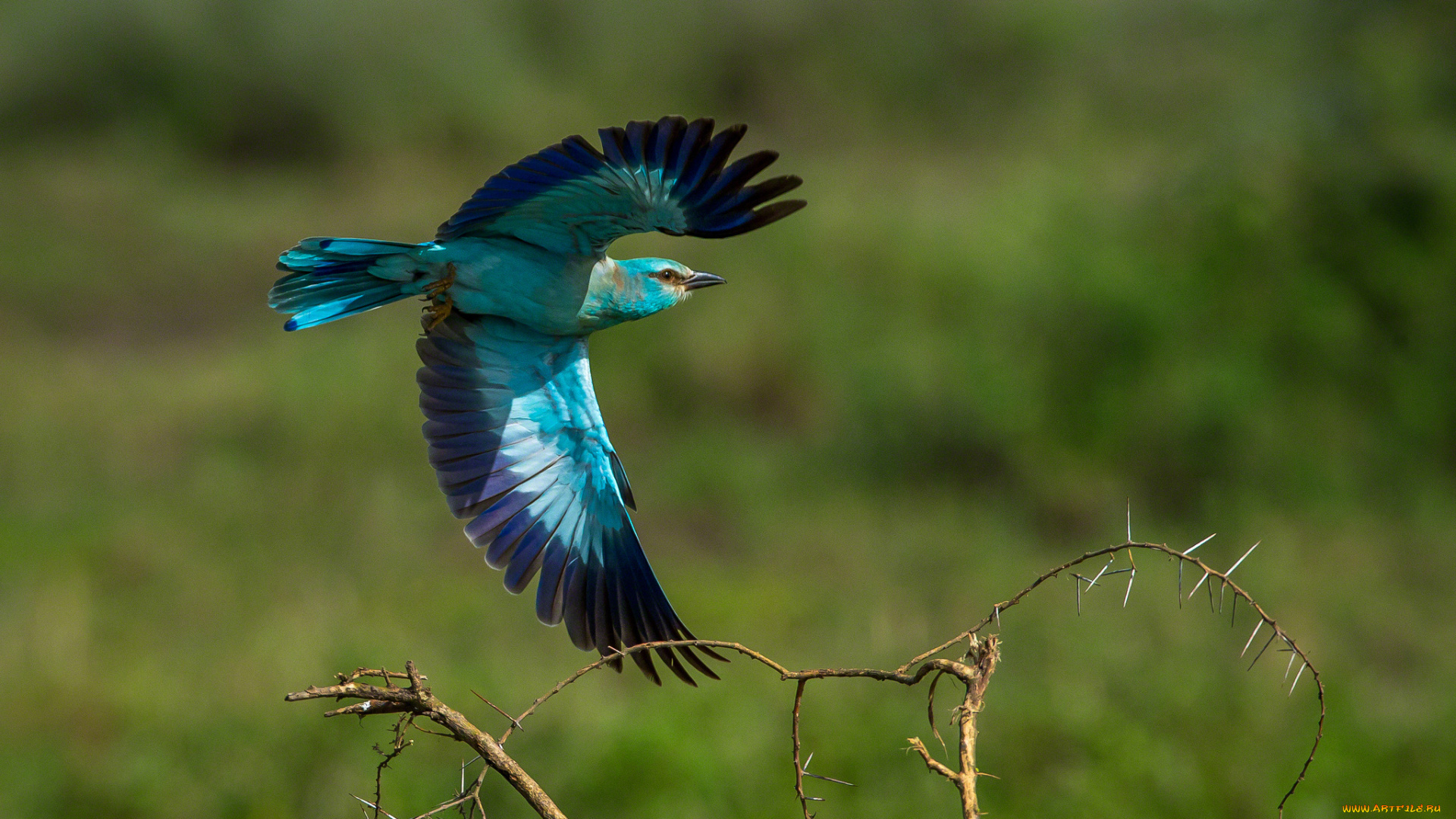 животные, птицы, бирюзовый, полет, крылья