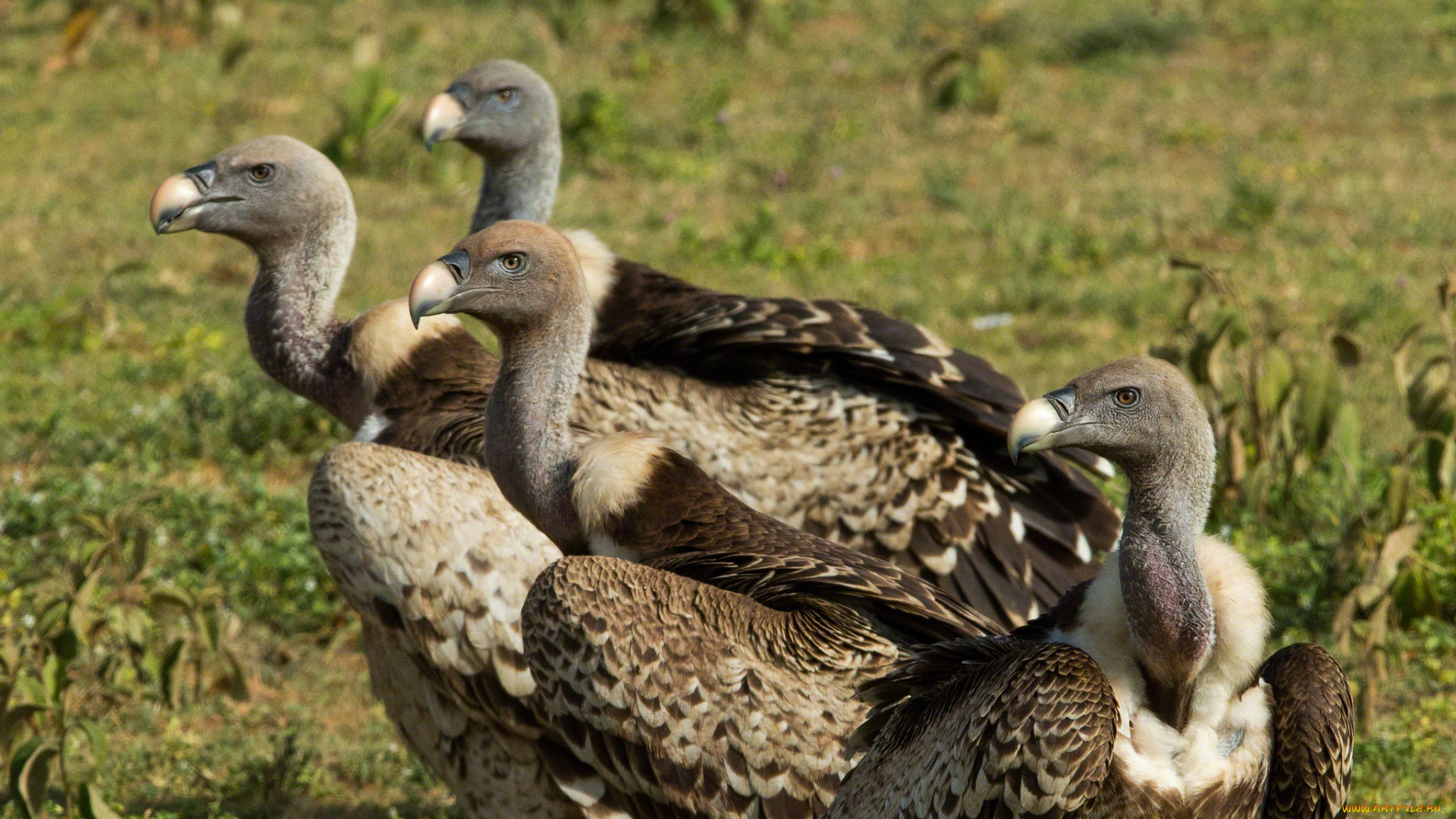 животные, птицы, хищники, клювы, грифы, головы