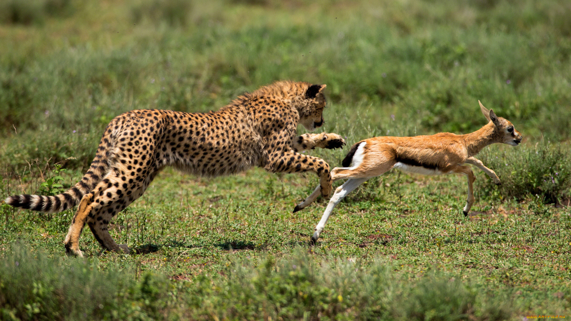 животные, разные, вместе, добыча, охота, антилопа, гепард