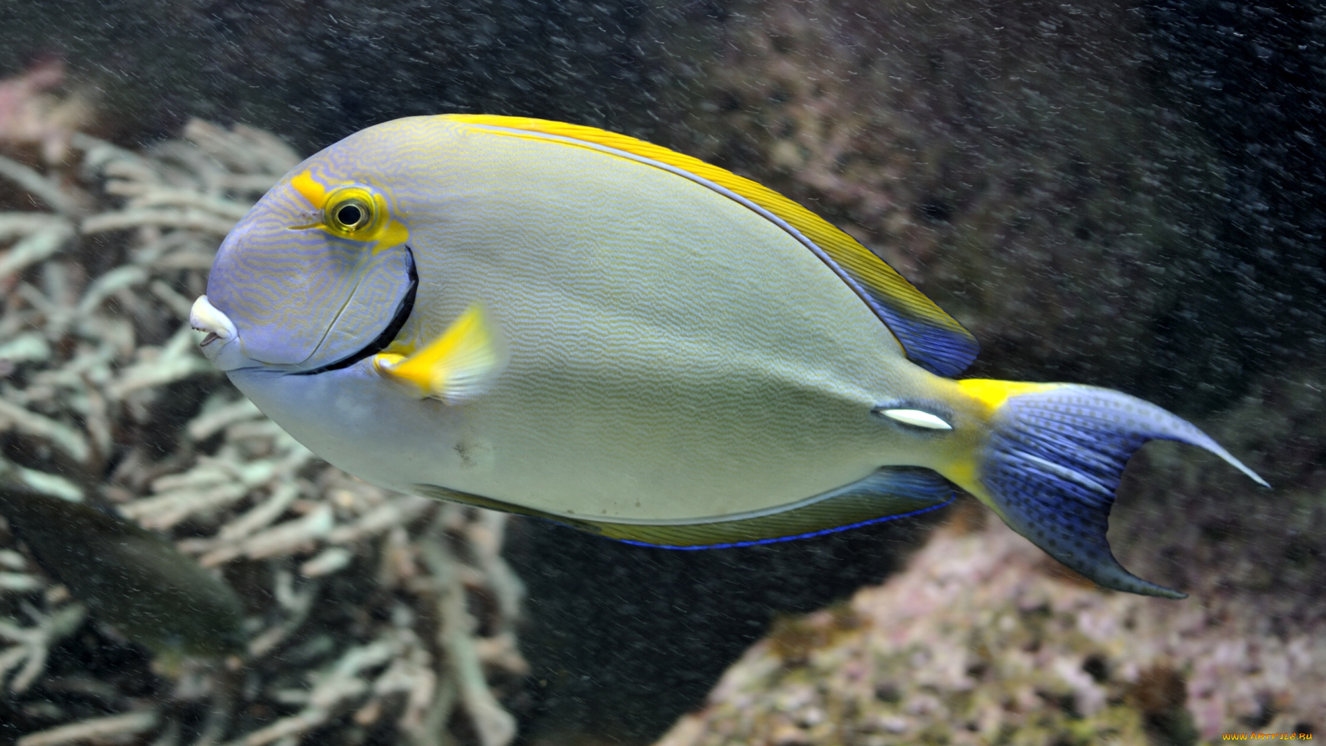 животные, рыбы, тропики, плавники