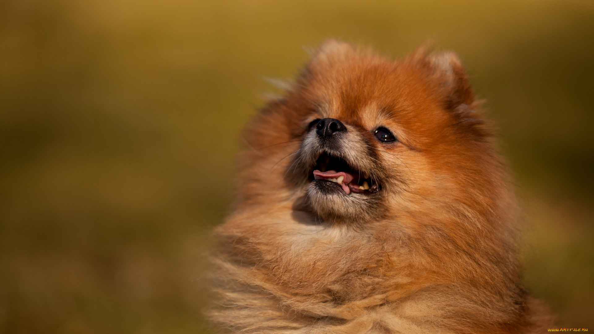 животные, собаки, шпиц