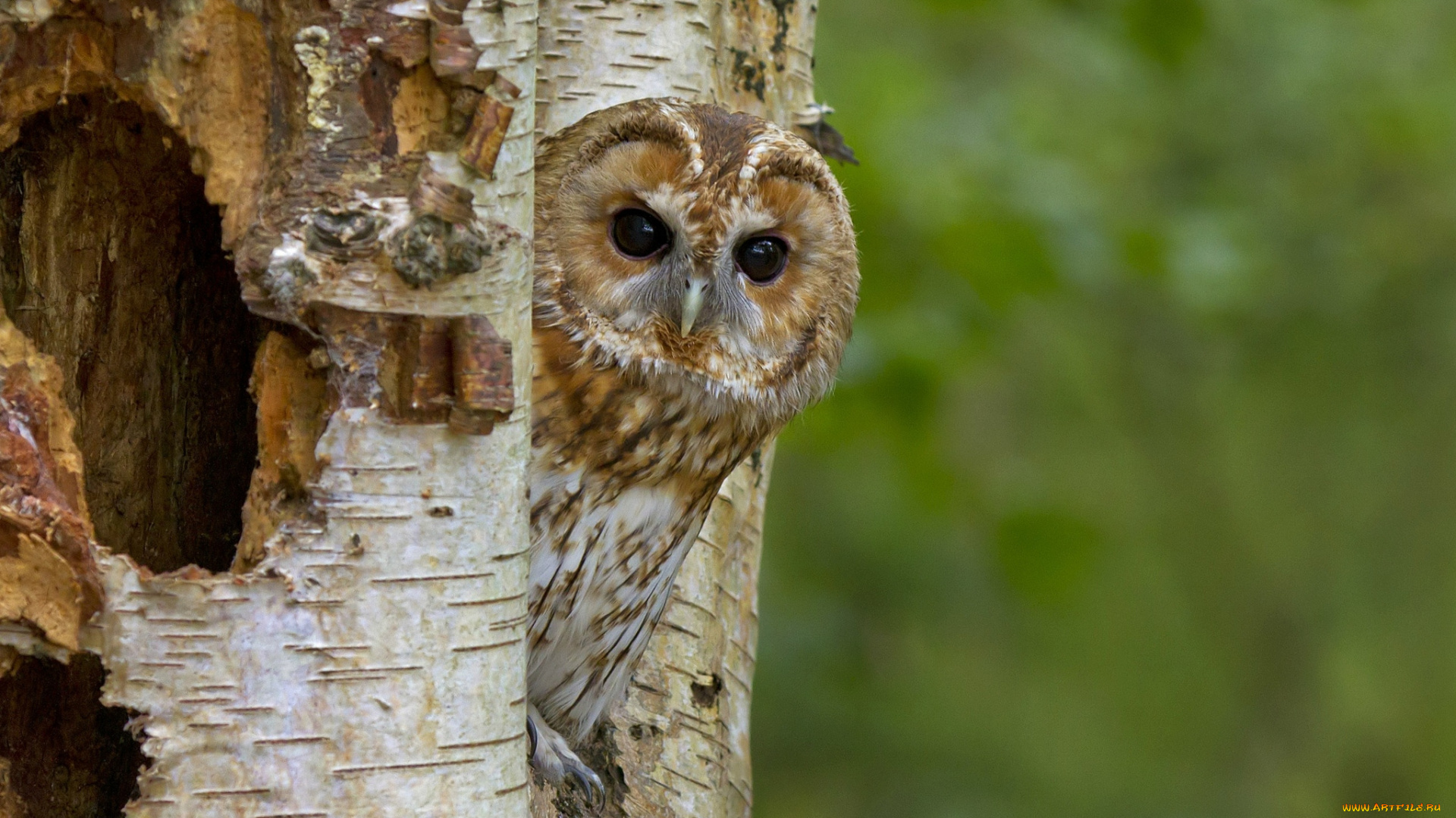 животные, совы, дерево, голова