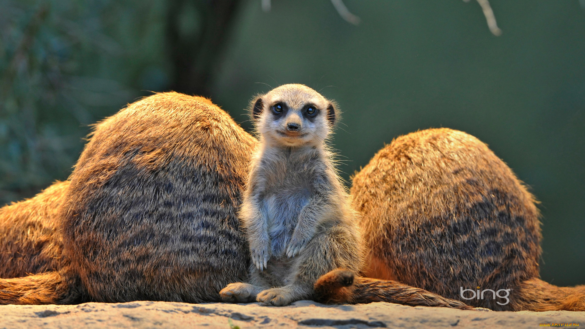 животные, сурикаты, зверок