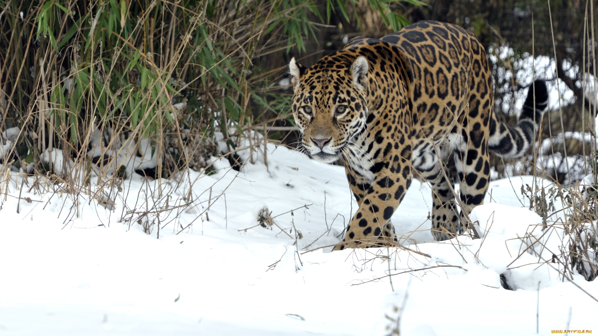 животные, Ягуары, хищник, снег