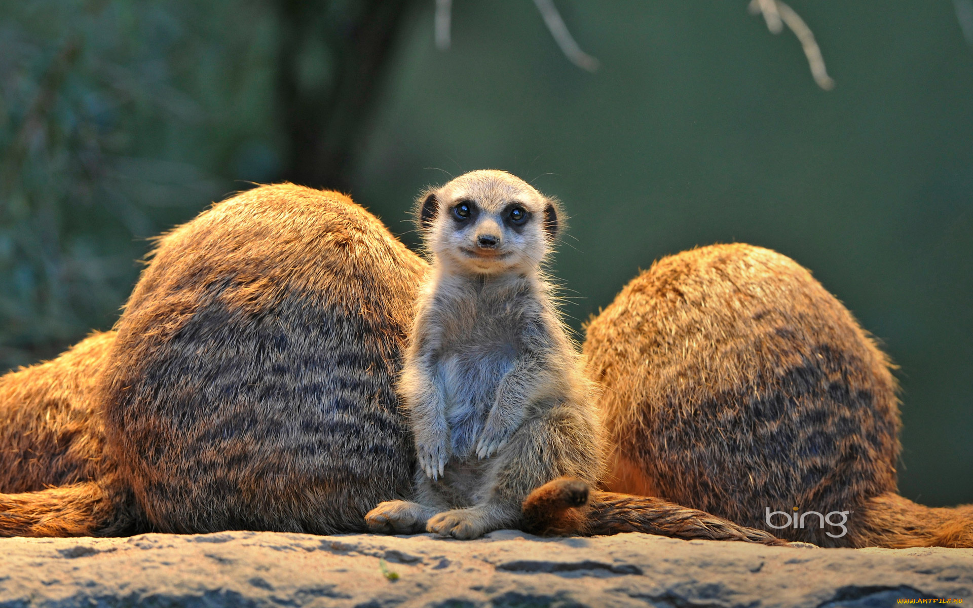 животные, сурикаты, зверок