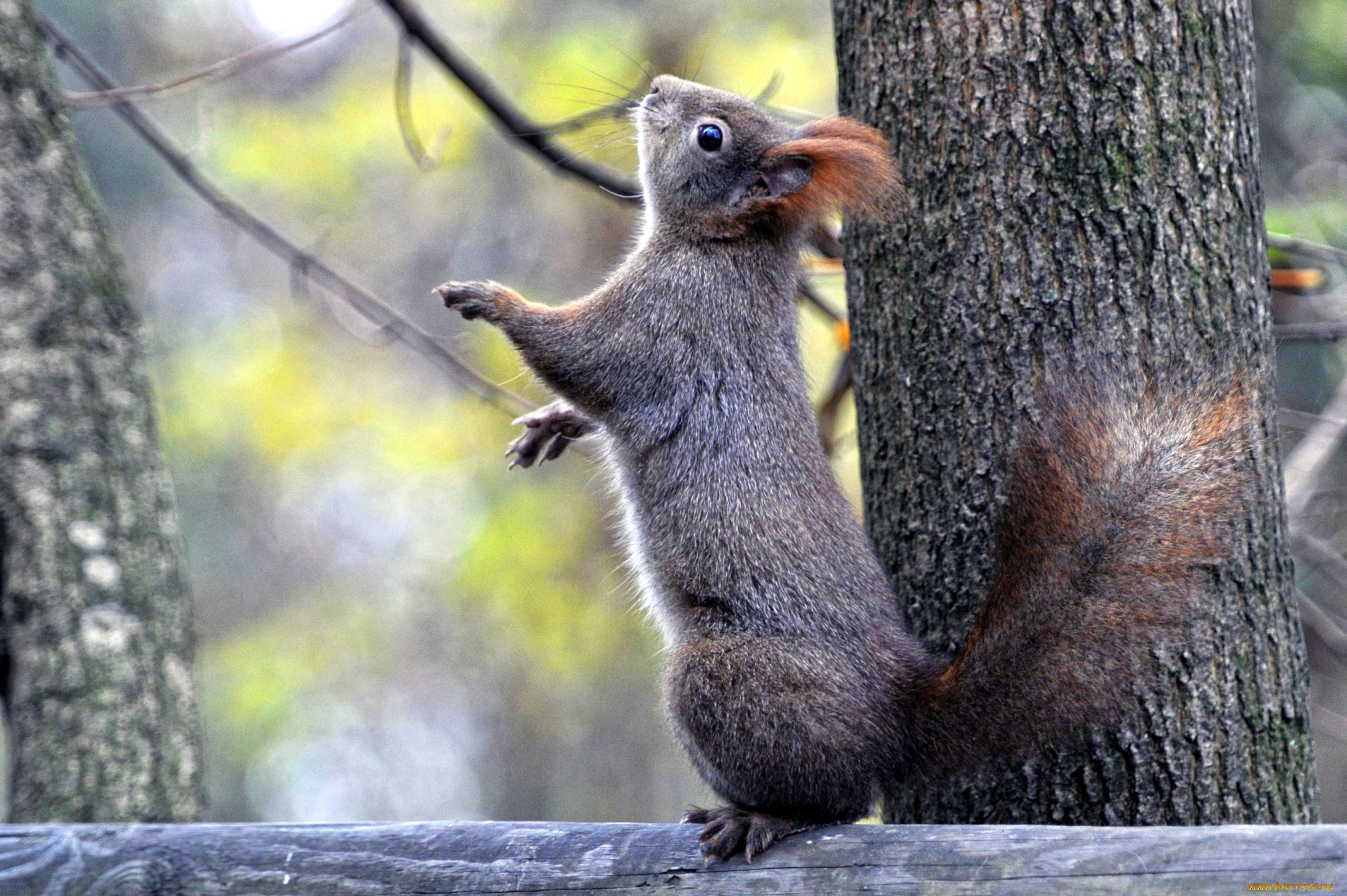 животные, белки, зверек, пушистый
