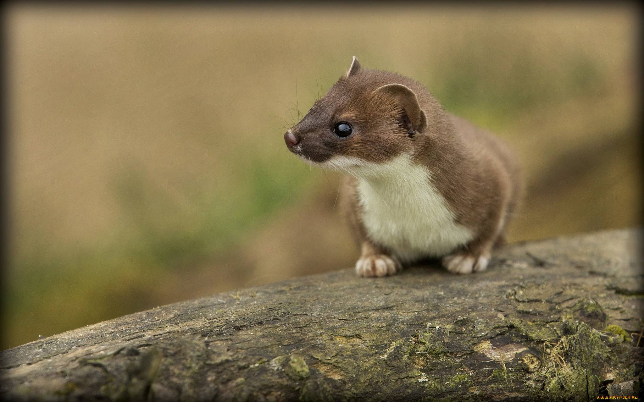 животные, хорьки, ласки, соболи, горностаи, куницы, глазки, горностай