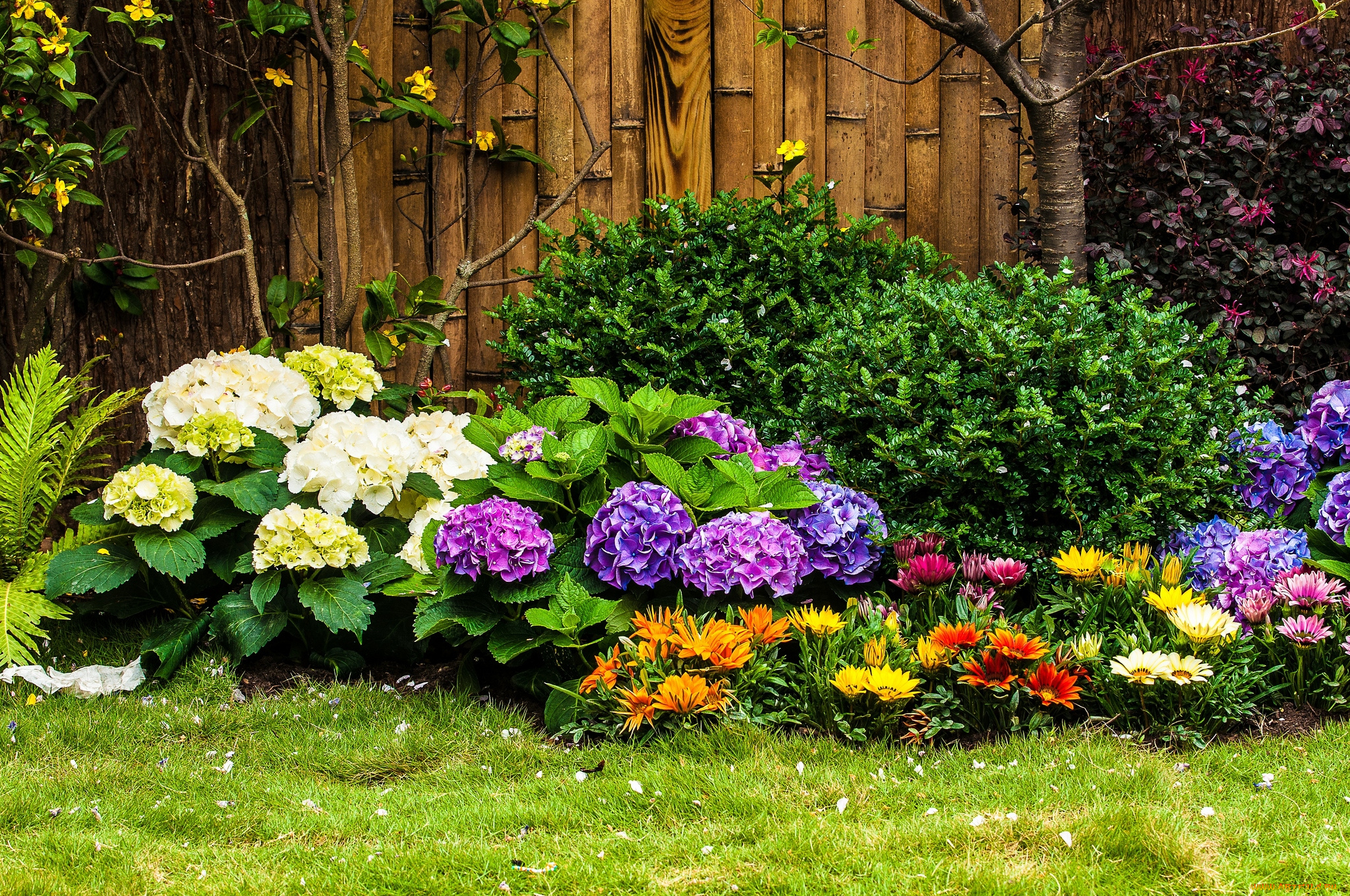 цветы, разные, вместе, кусты, гортензия, газания