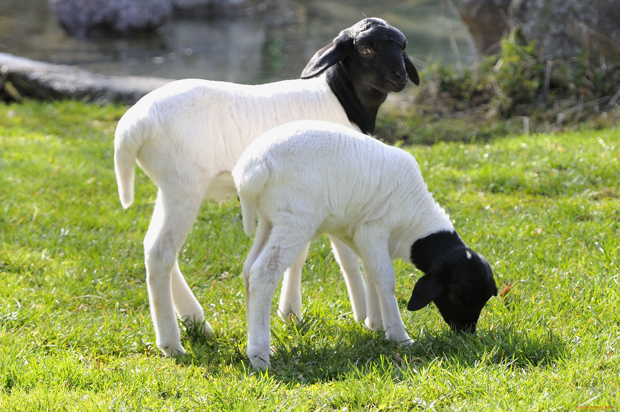 животные, овцы, бараны, малыши