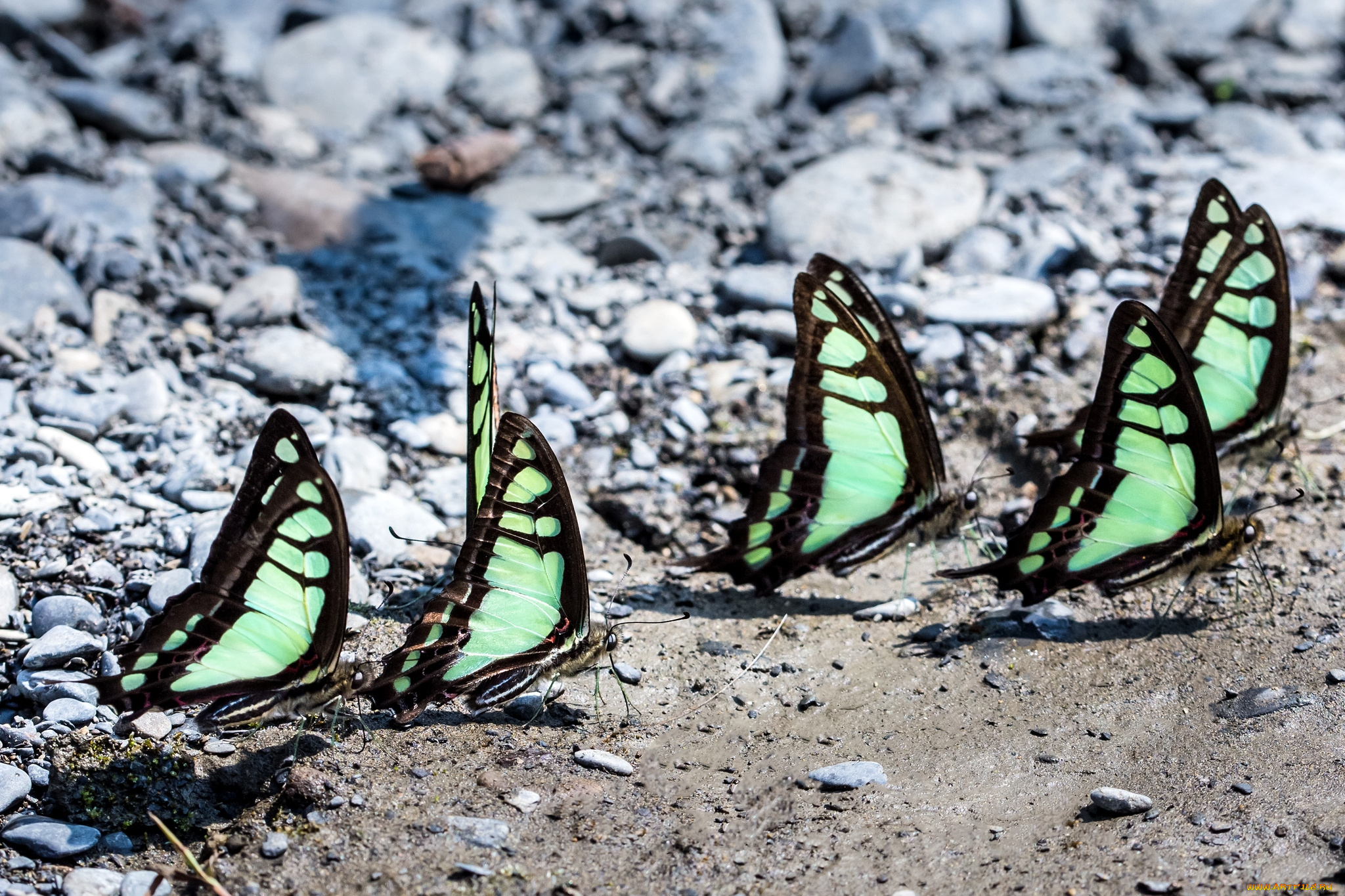 животные, бабочки, крылья, колония