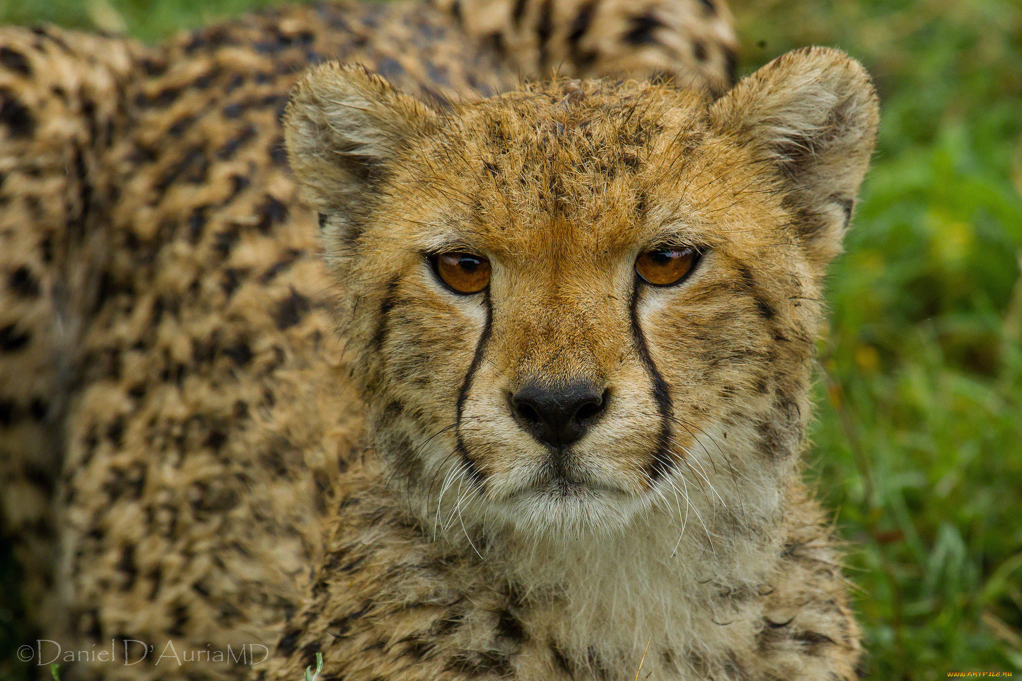 животные, гепарды, мордочка, портрет