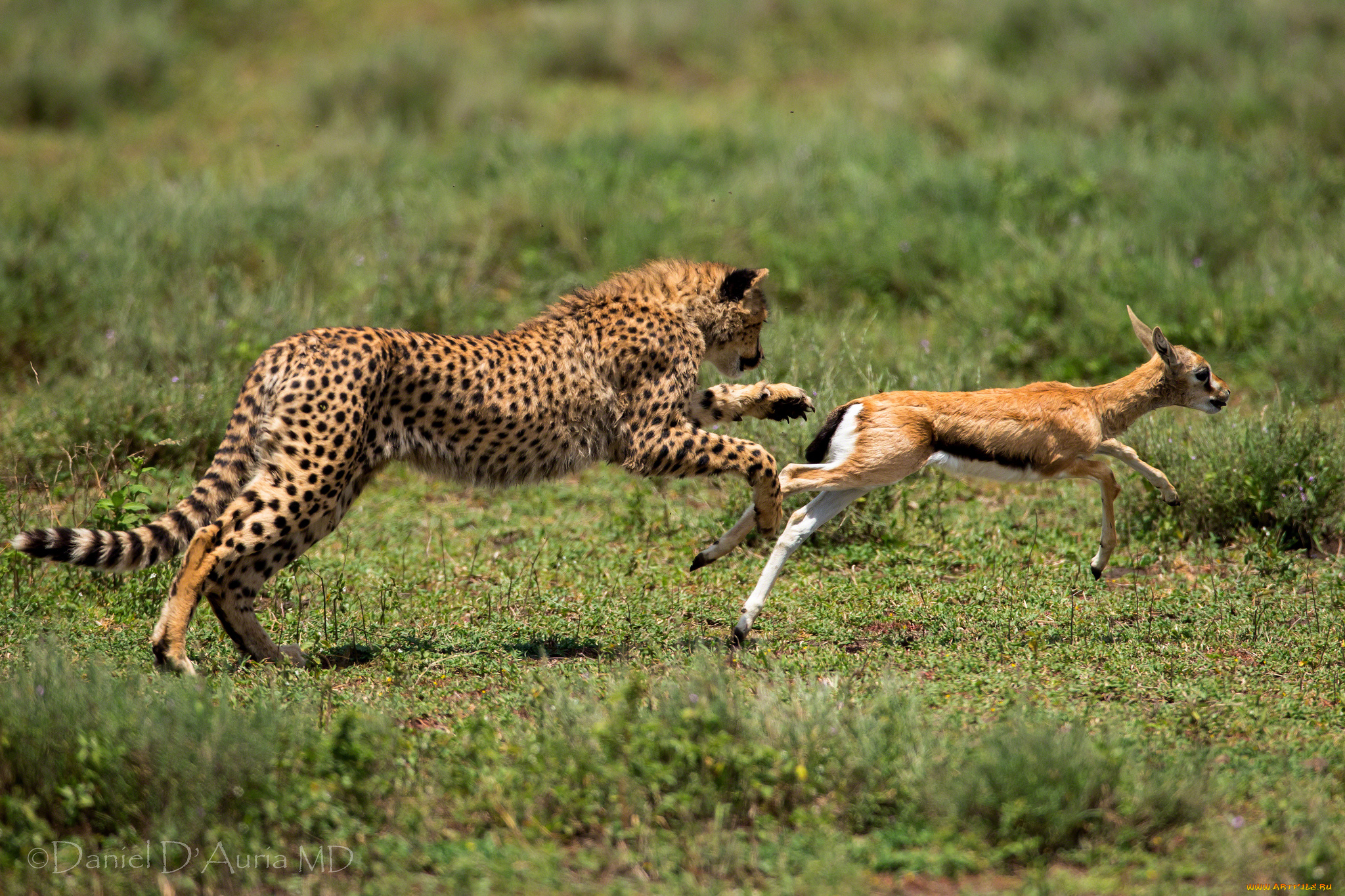 животные, разные, вместе, добыча, охота, антилопа, гепард