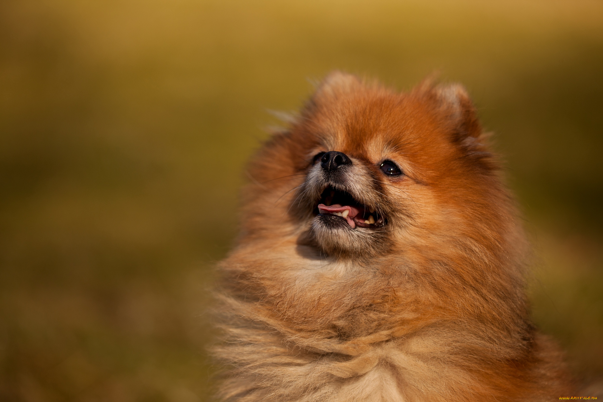 животные, собаки, шпиц