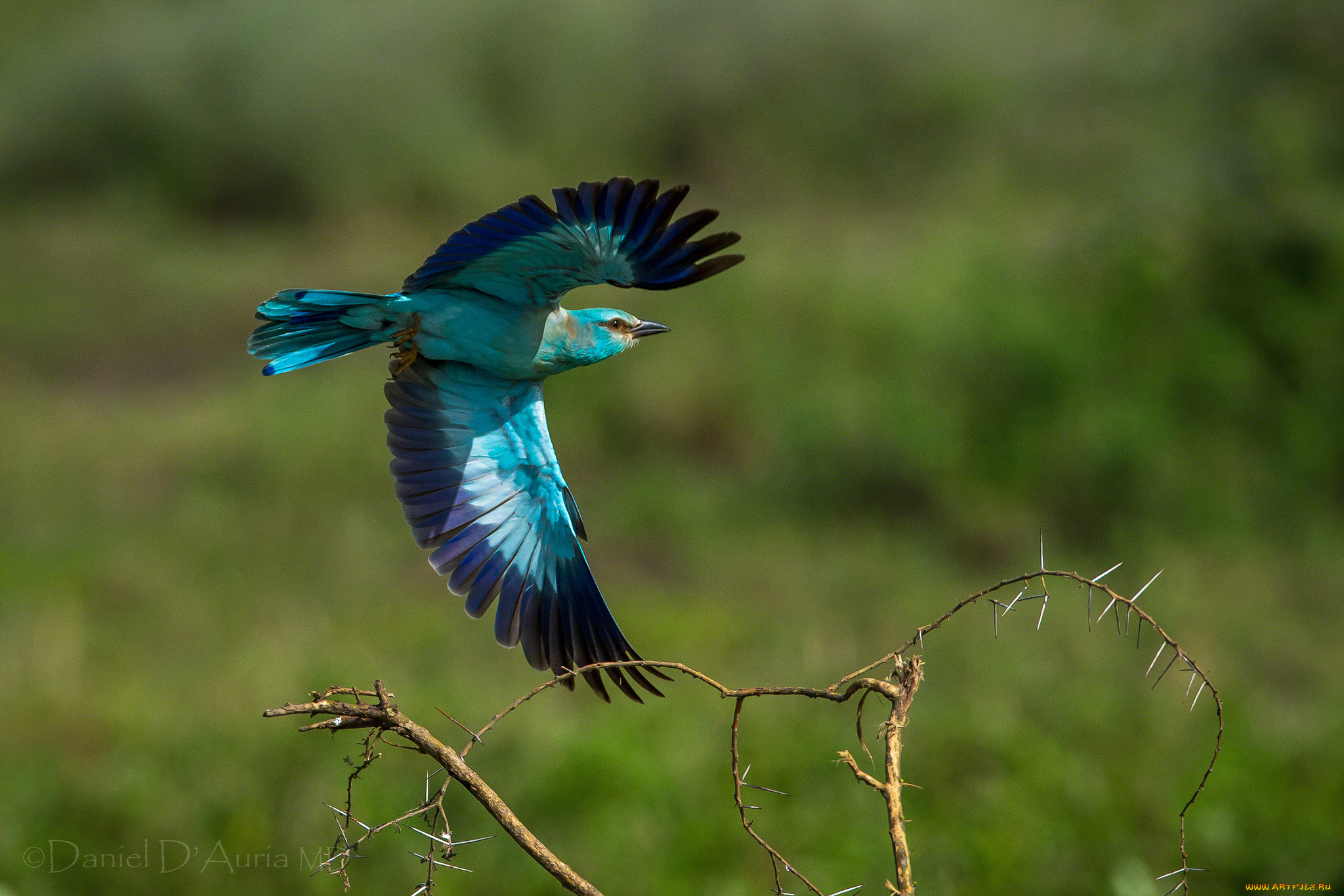 животные, птицы, бирюзовый, полет, крылья